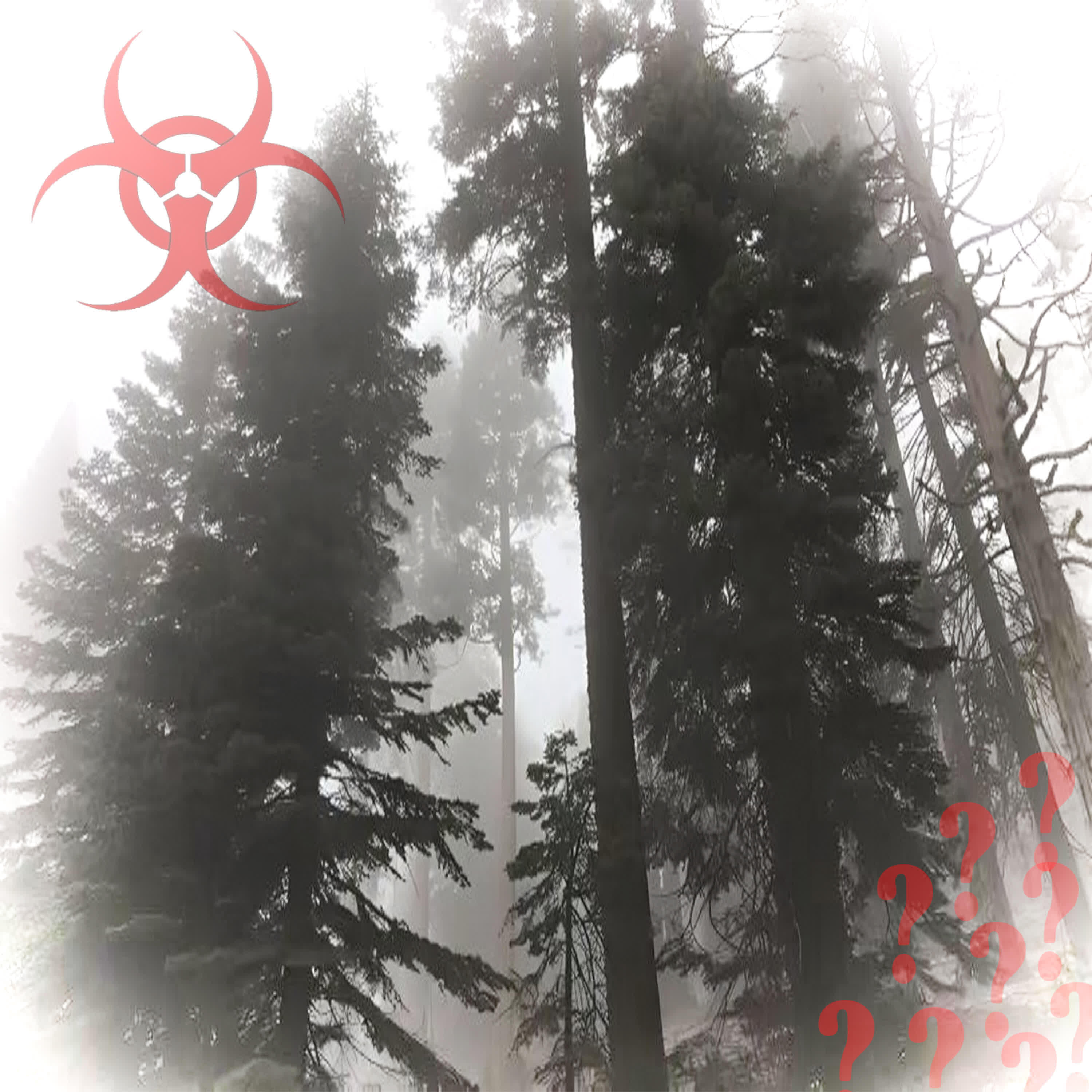 Релиз INCIDENT IN THE FOREST