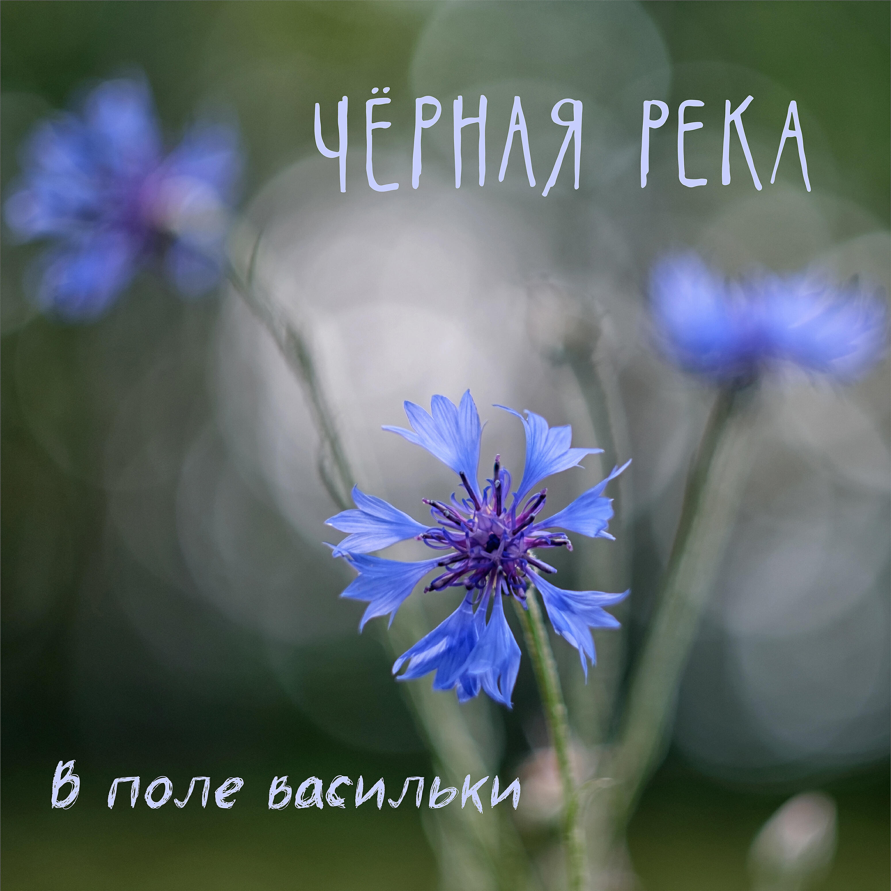 Релиз В поле васильки