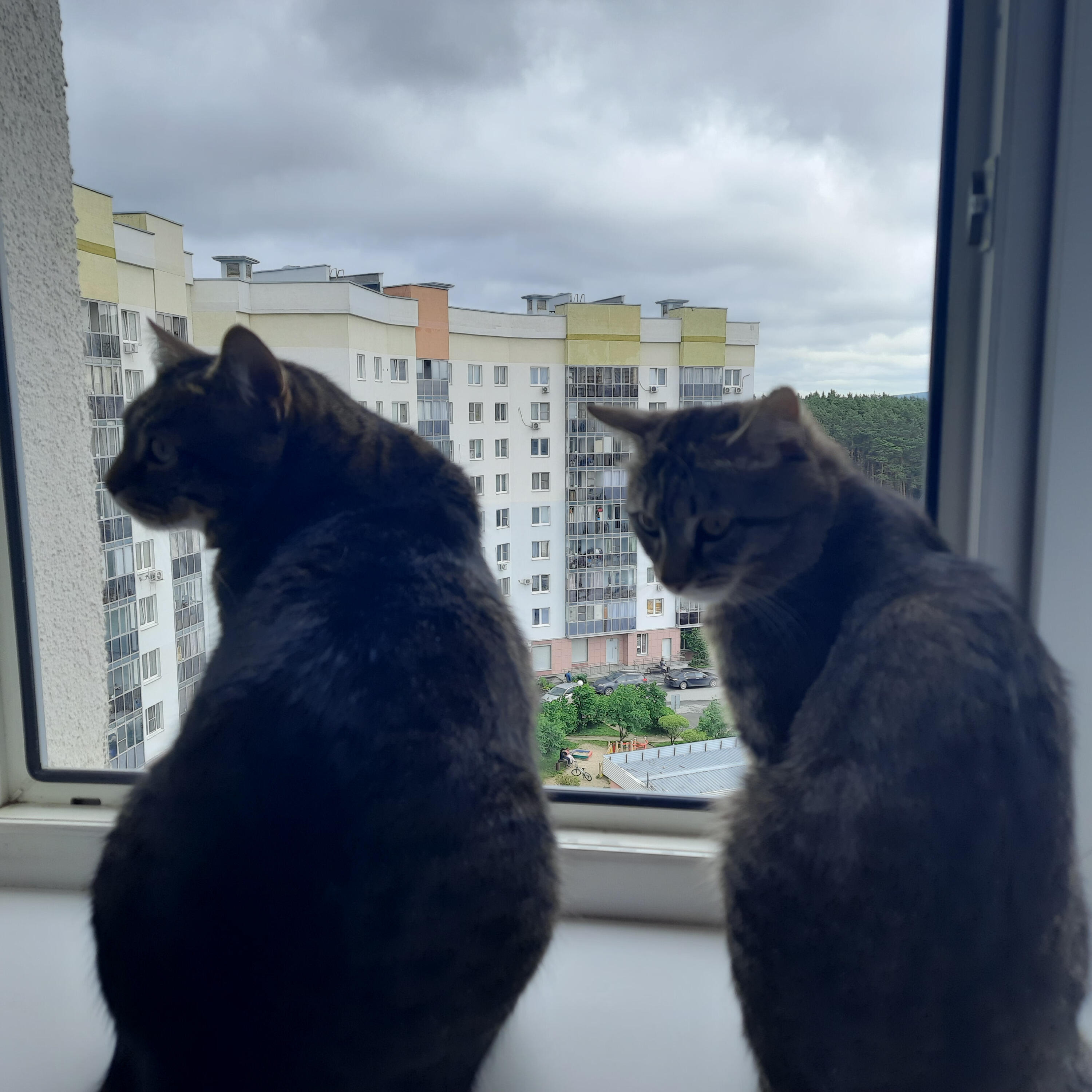 Релиз Мечты