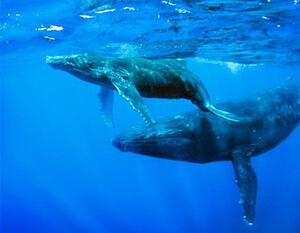 Whale Song