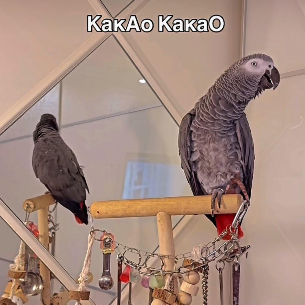 Релиз КакАо-КакаО