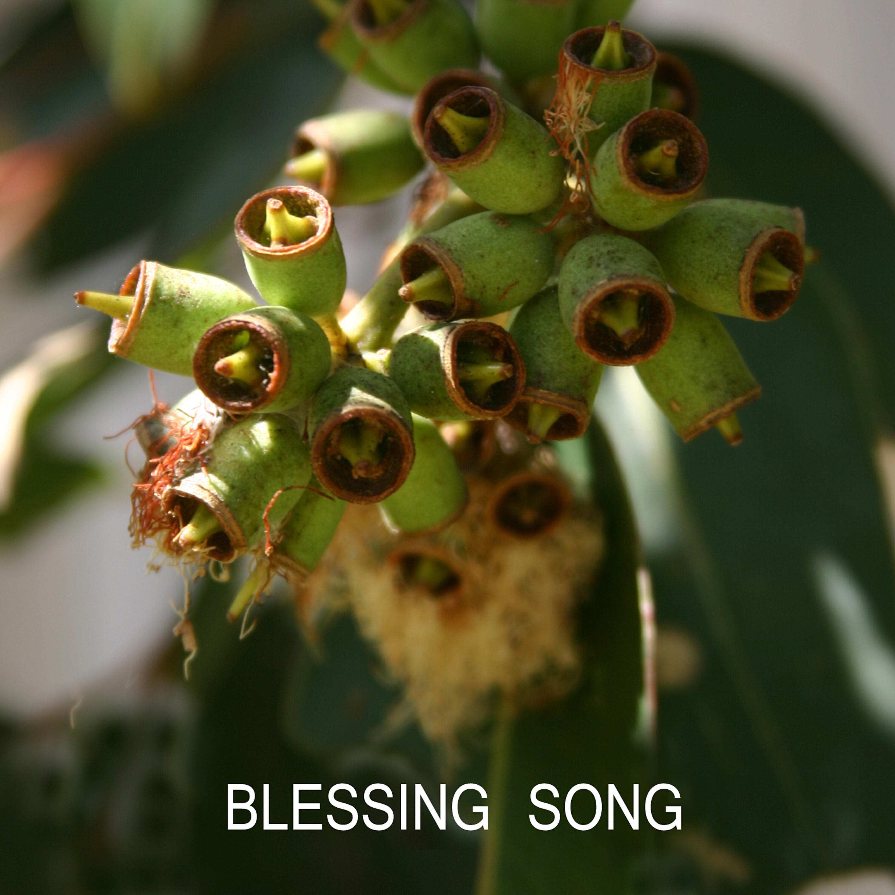 Постер альбома Blessing Song