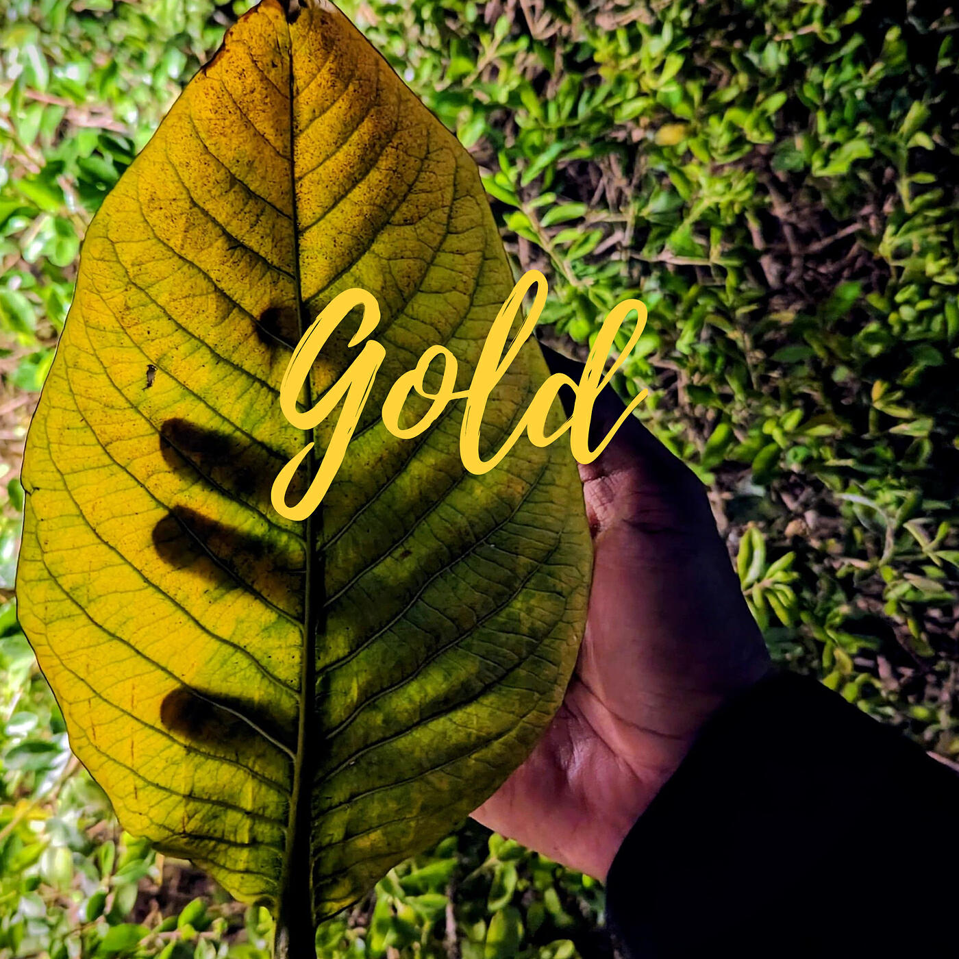 Релиз Gold