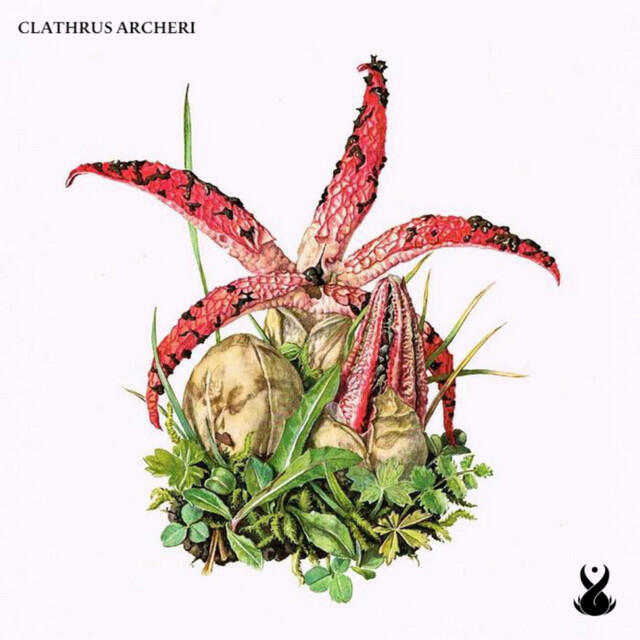 Релиз Clathrus Archeri