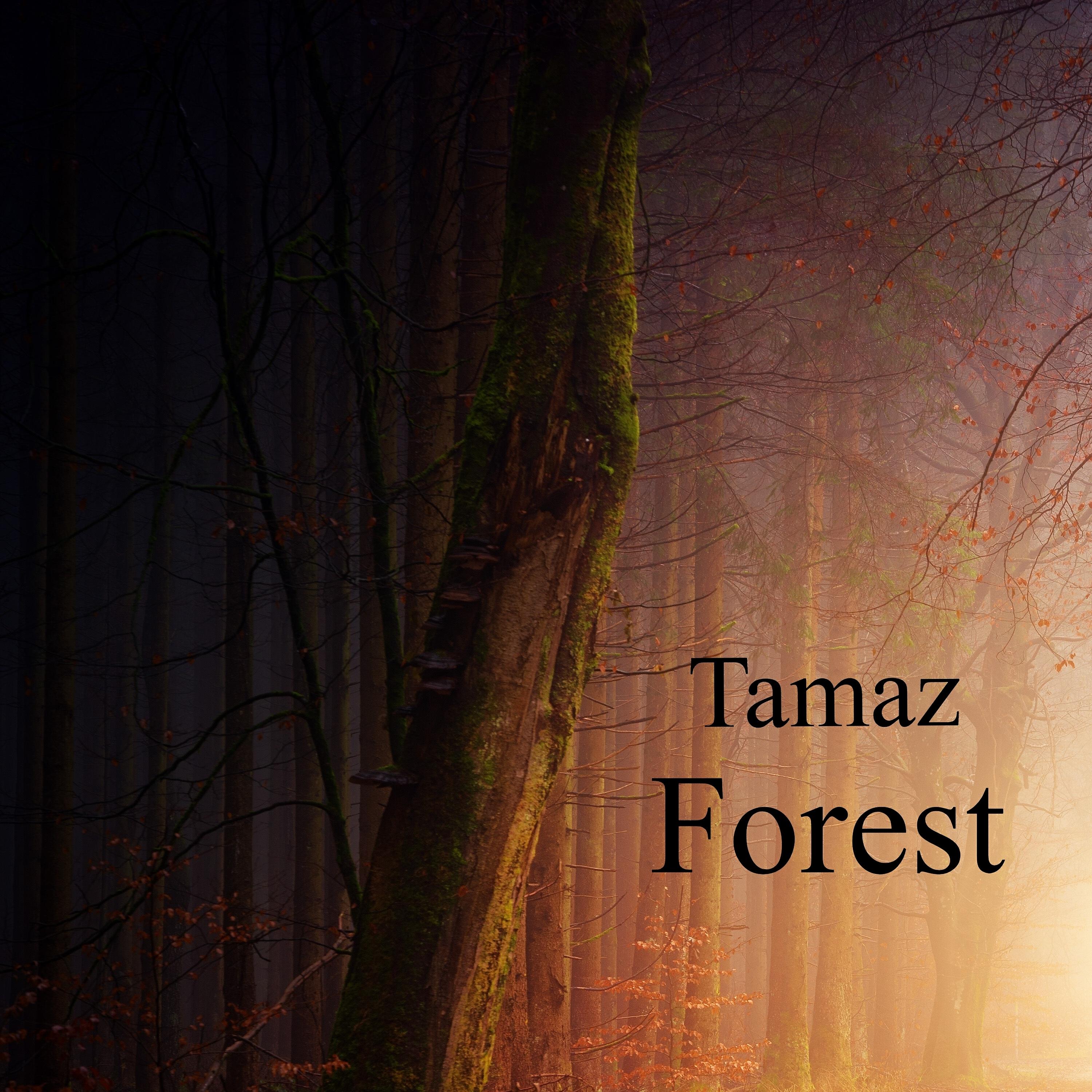 Скачать песню Tamaz - Forest бесплатно в MP3 для Android и iOS