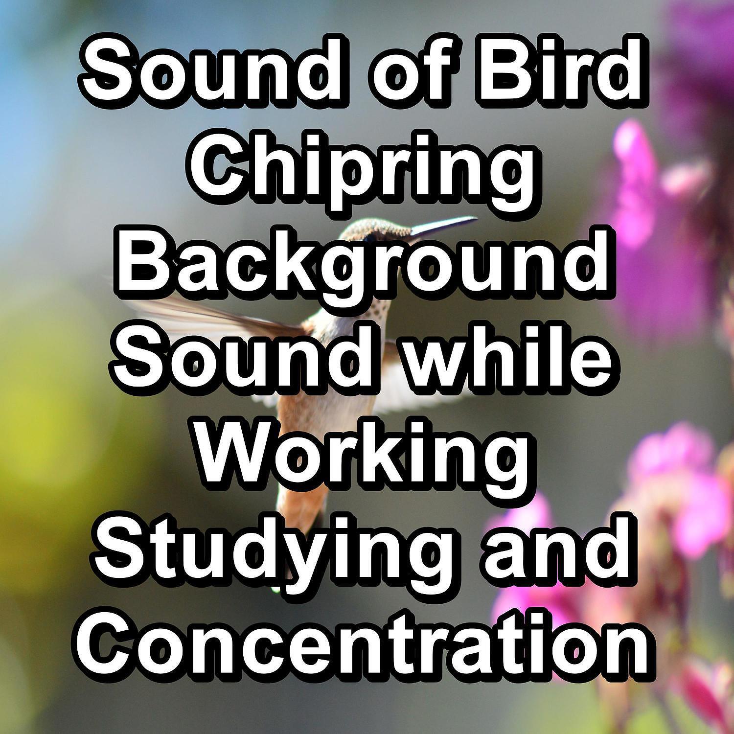 Релиз Sound of Bird Chipring Background Sound while Working Studying and Concentration