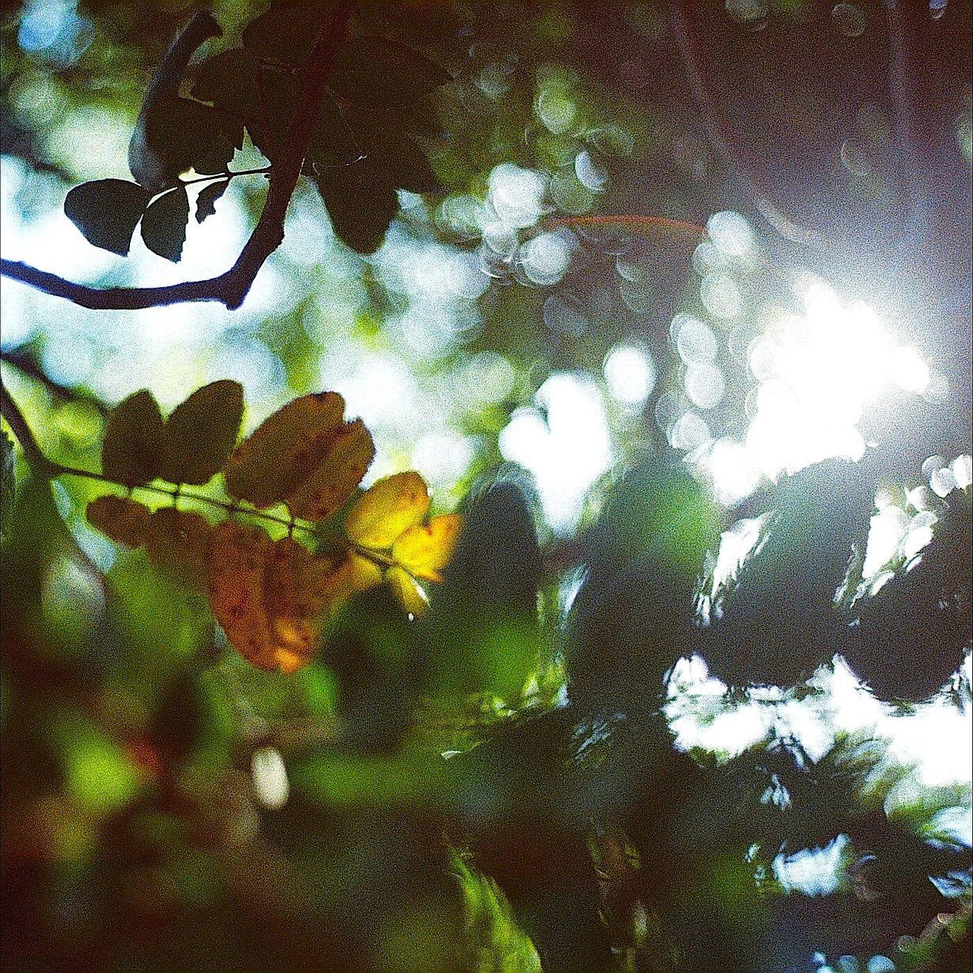 Релиз Al Bosque