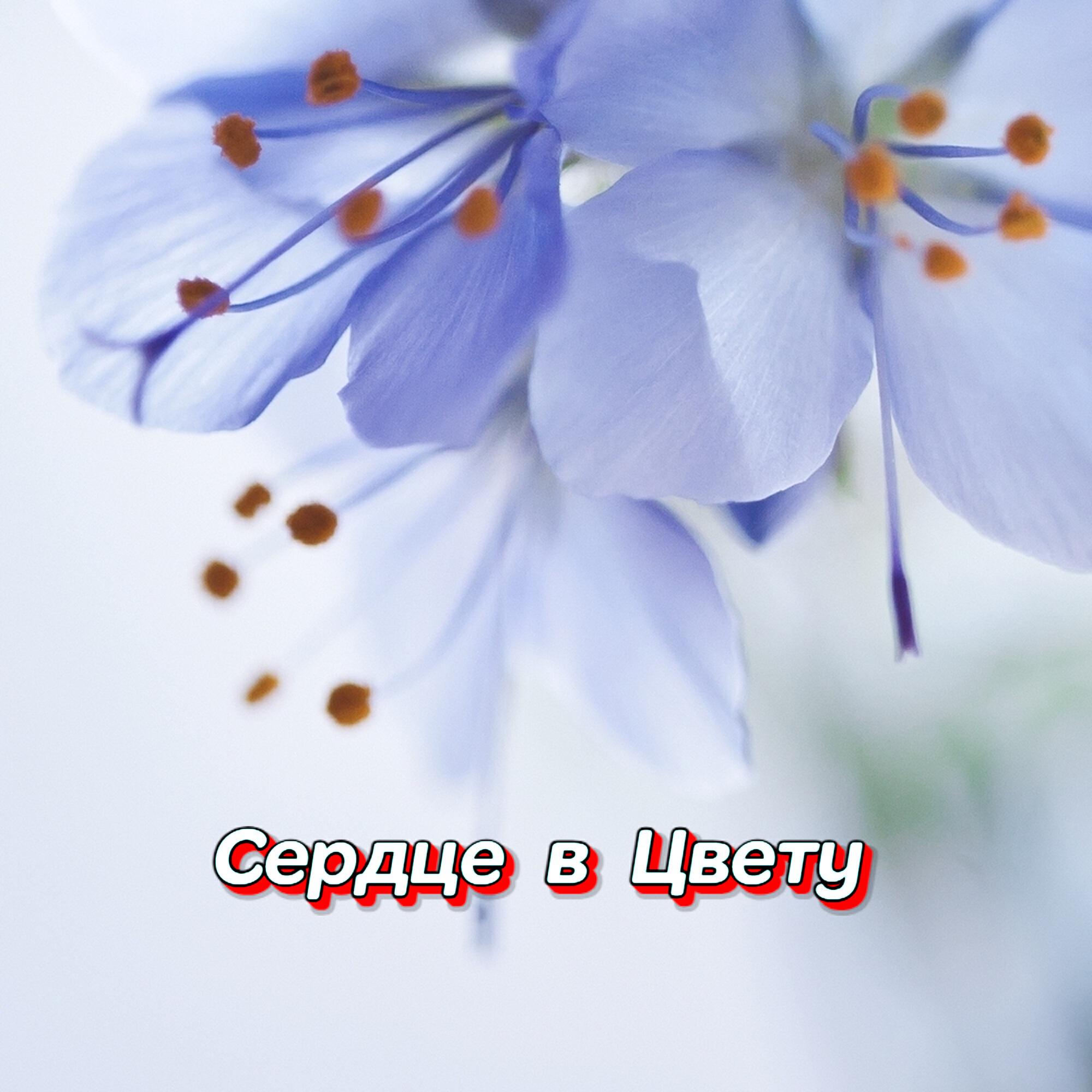 Релиз СЕРДЦЕ В ЦВЕТУ