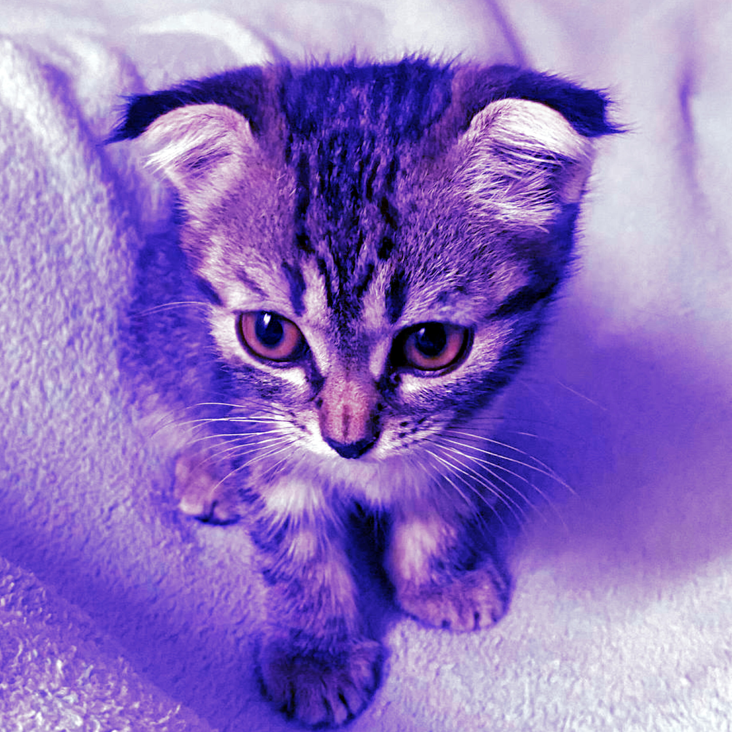 Awwskaya
