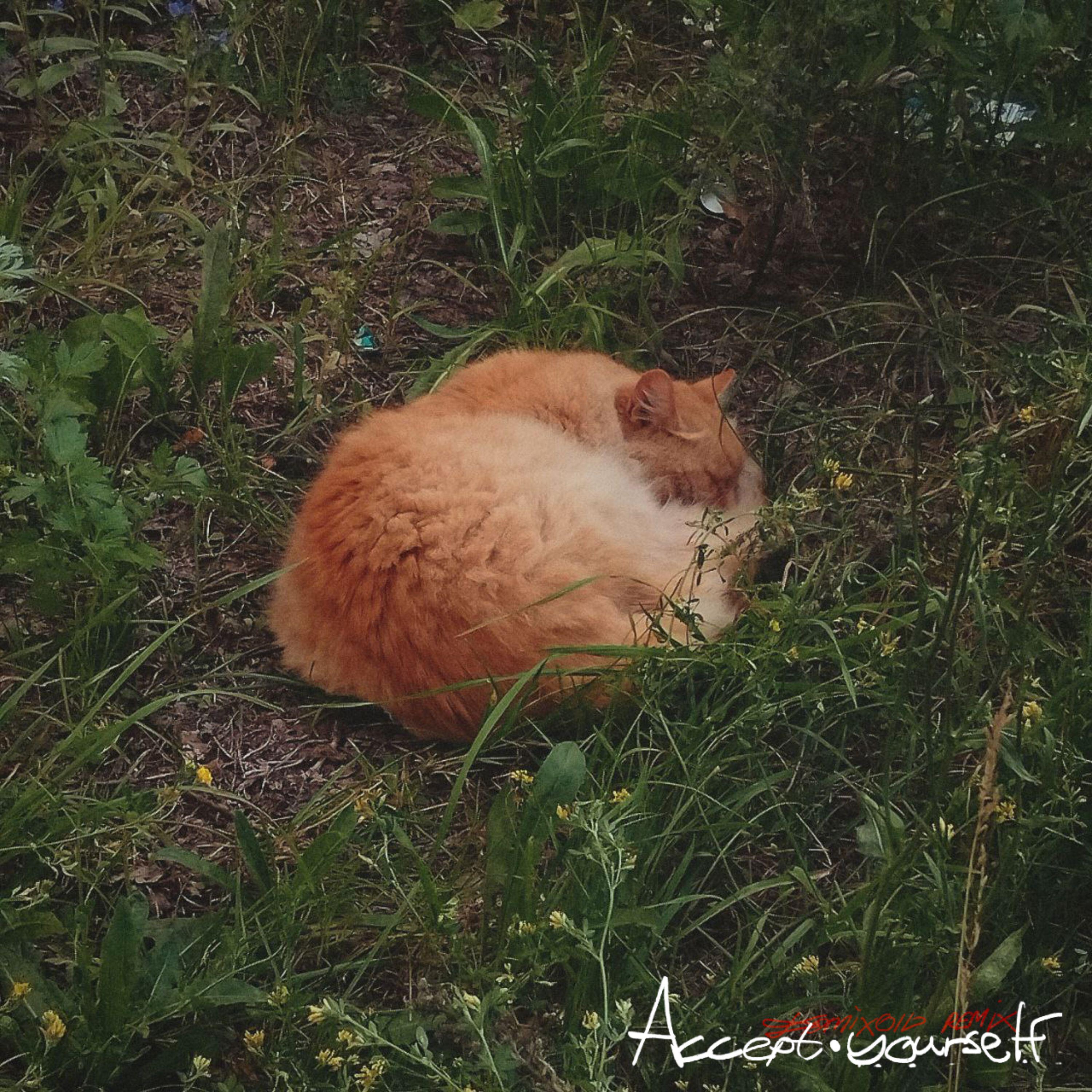 Релиз Accept Yourself