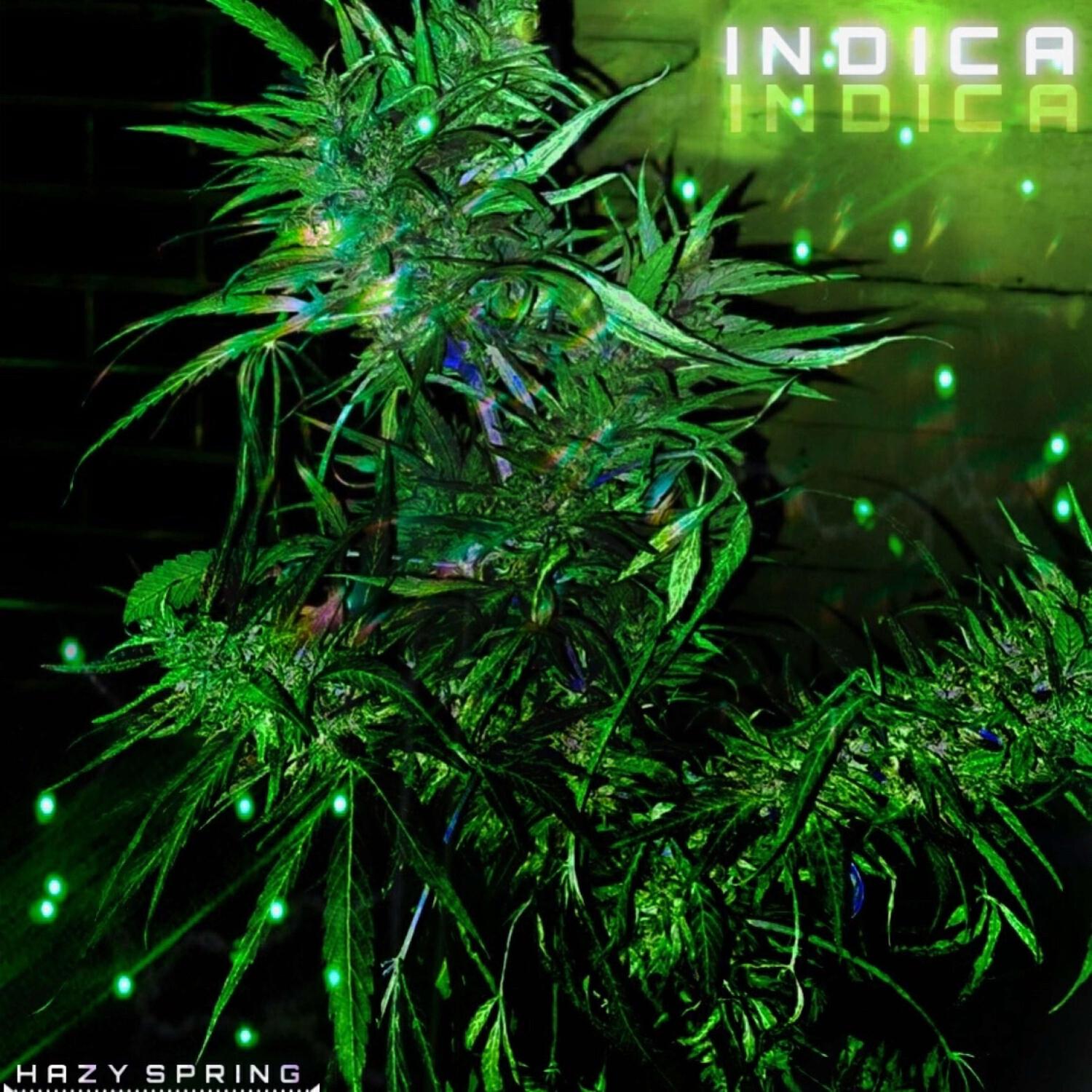 Релиз INDICA