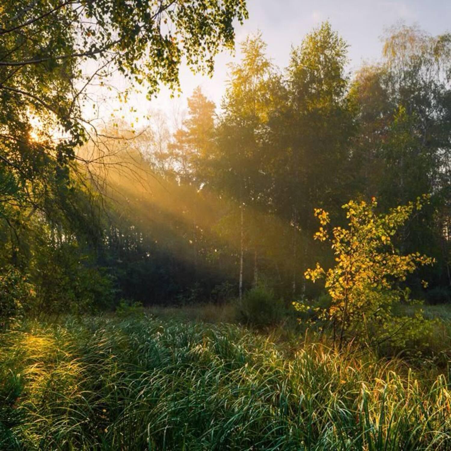 Релиз Good Morning