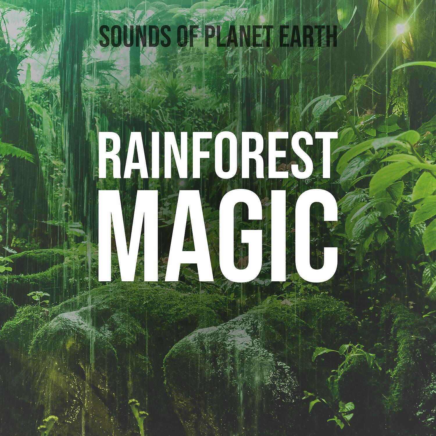 Релиз Rainforest Magic