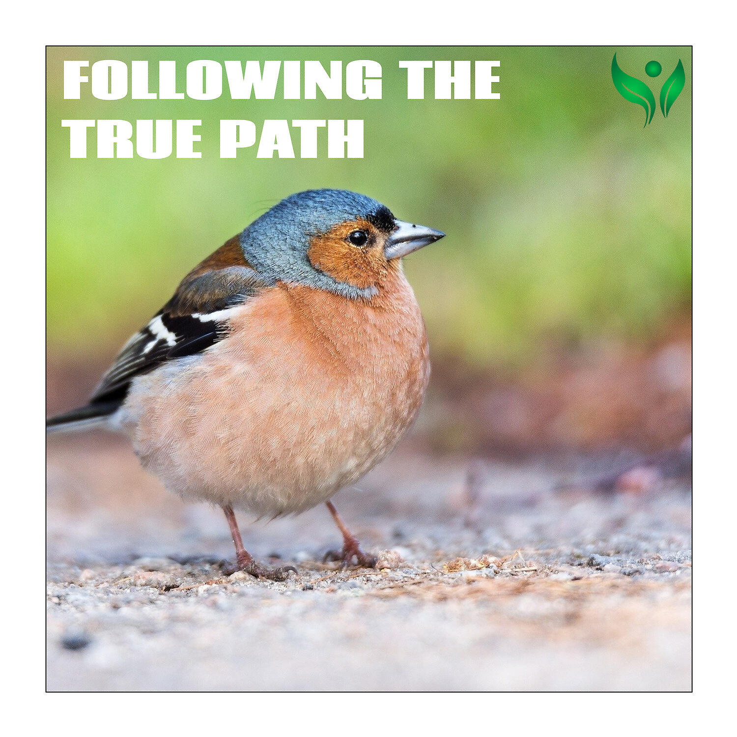 Релиз Following the True Path