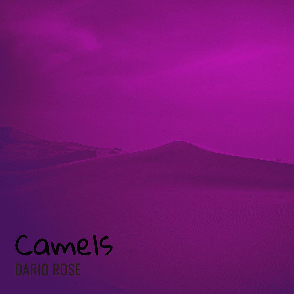 Релиз Camels