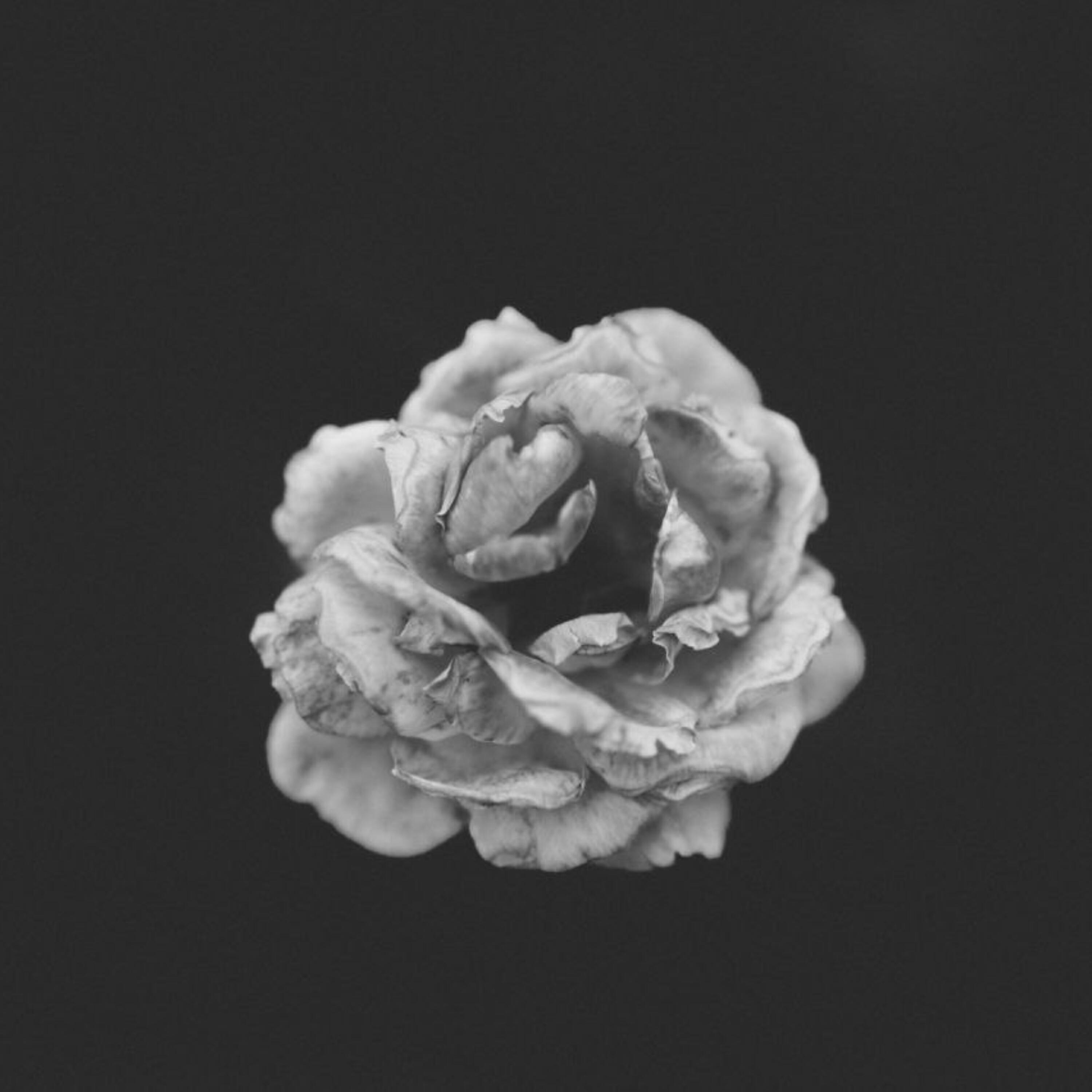 Релиз Love: Life and Death