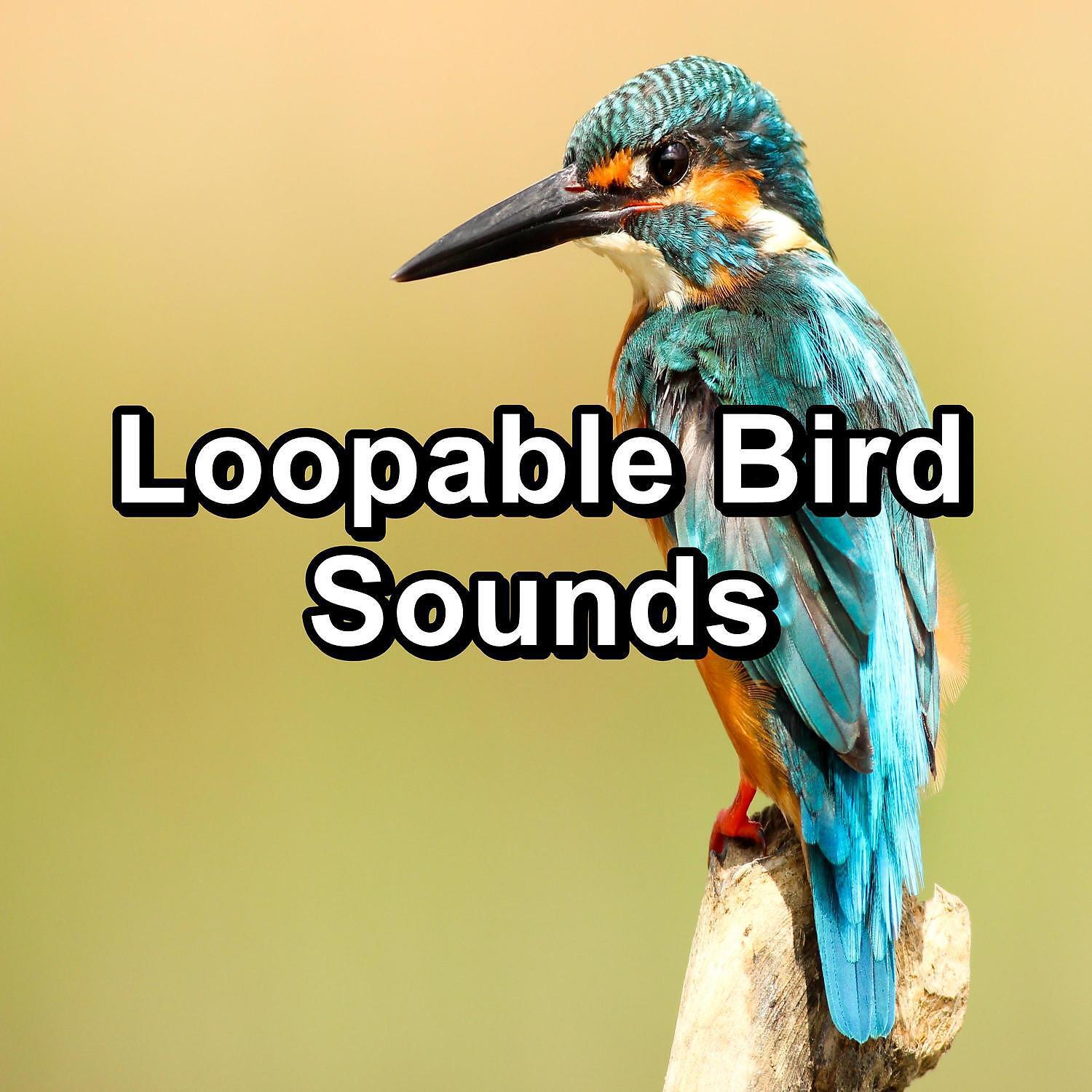 Релиз Loopable Bird Sounds