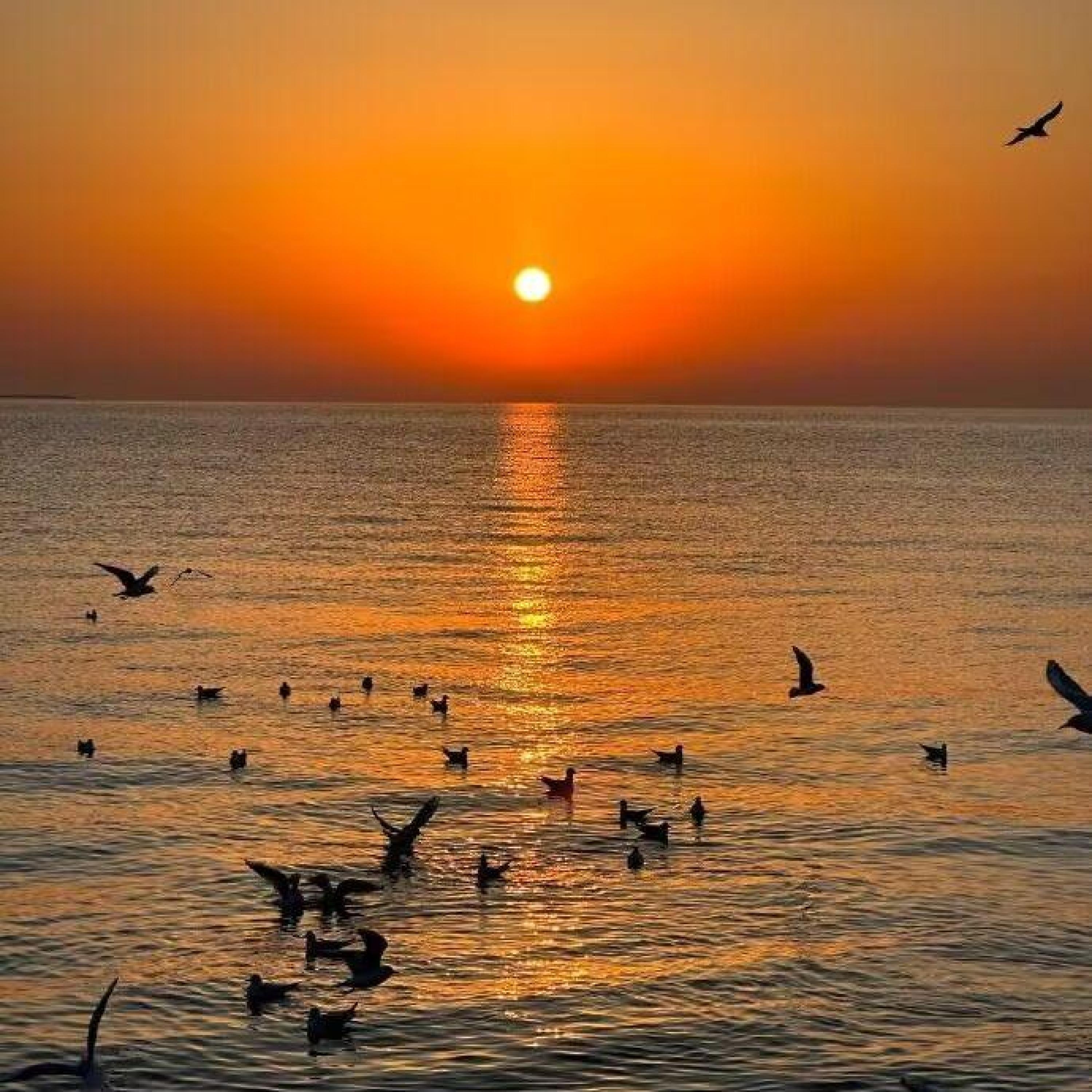 Релиз 夕阳之子