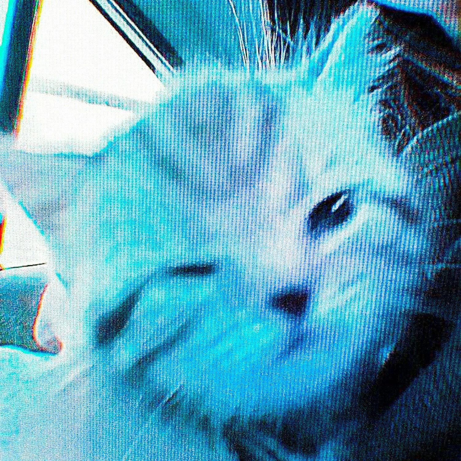 Постер альбома PHONKY KITTY