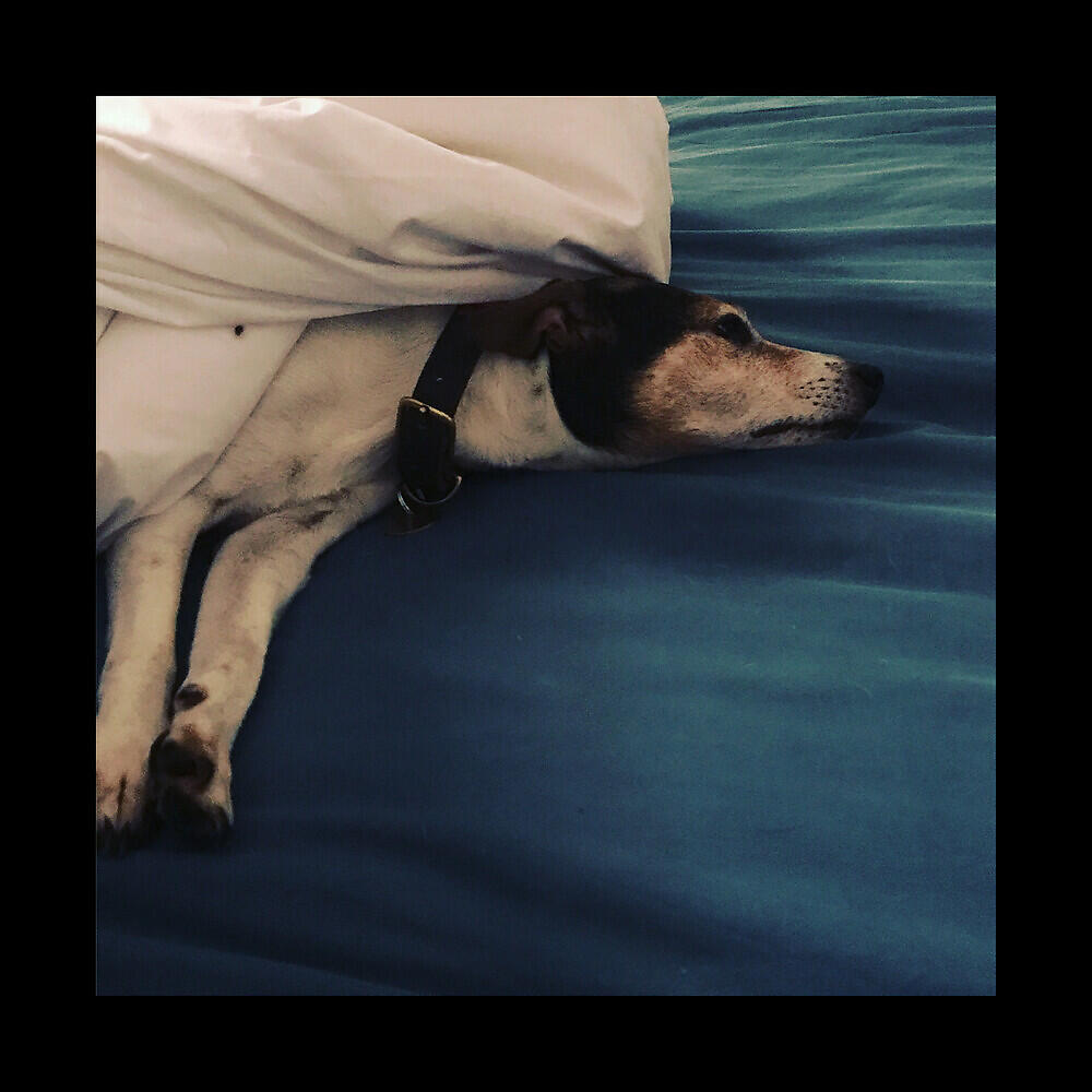 Релиз Old Dog, New Tricks
