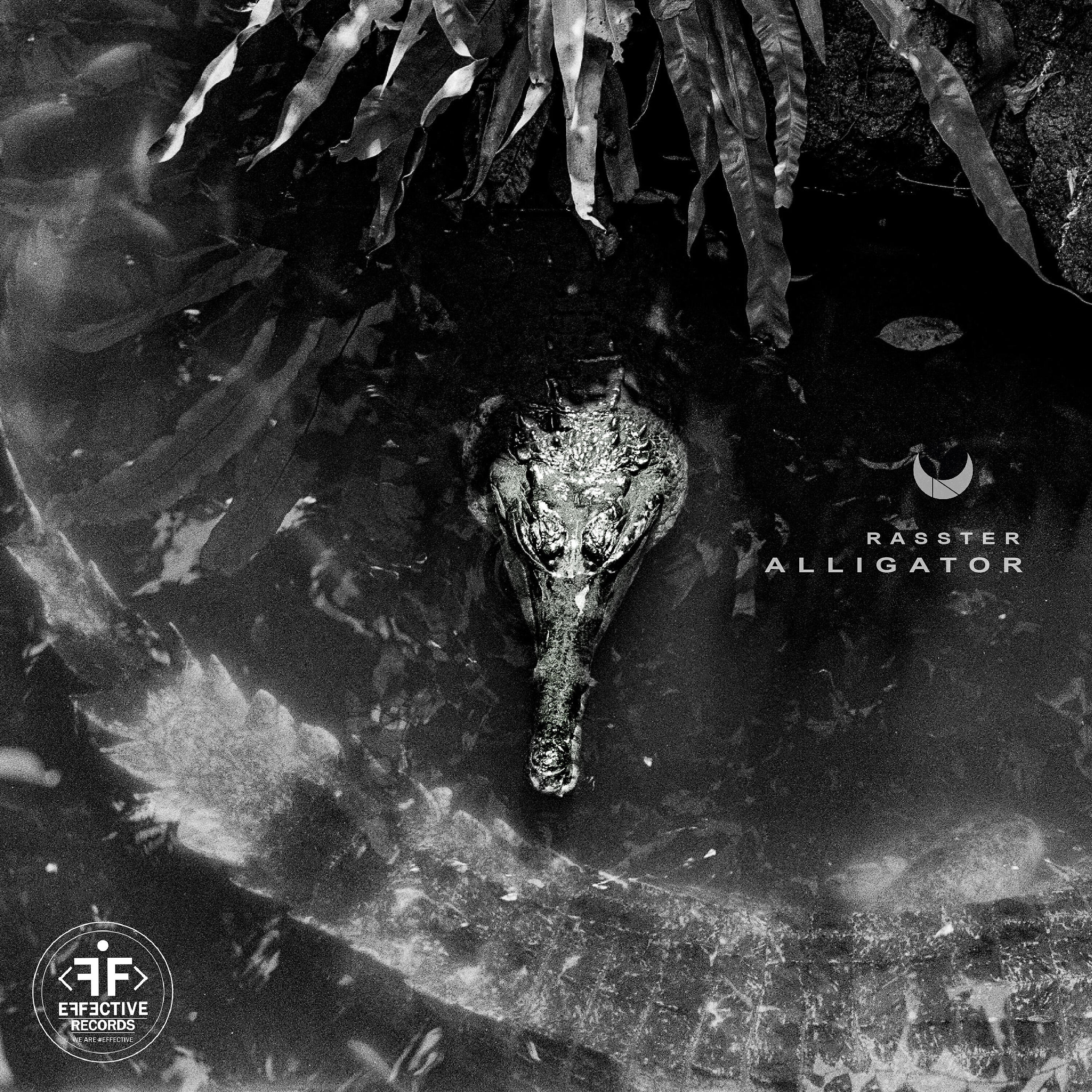 Релиз Alligator