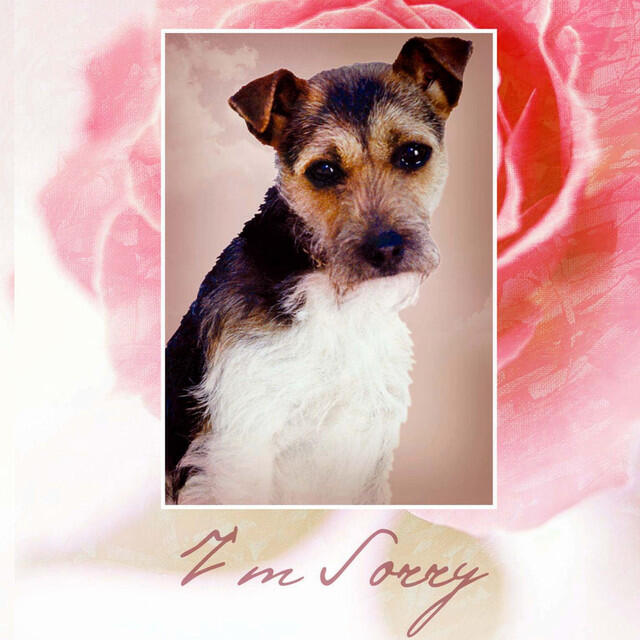Релиз I'm Sorry, Vol. 1