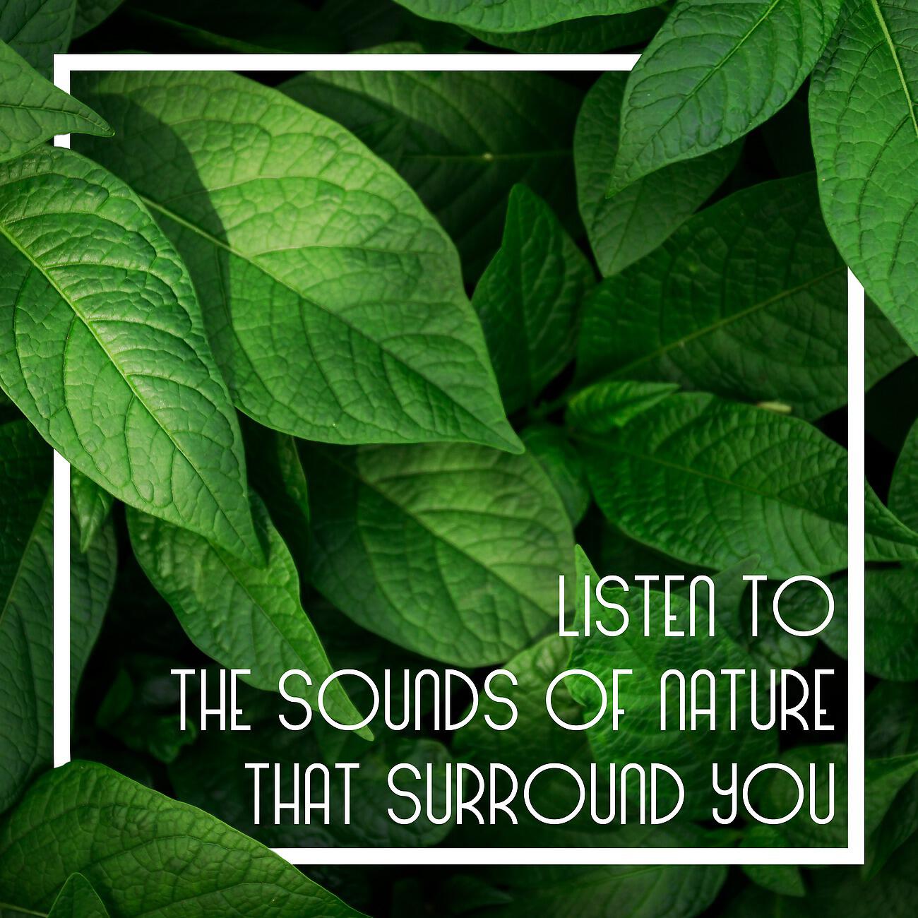 Релиз Listen to the Sounds of Nature that Surround You. Wellbeing and Happiness