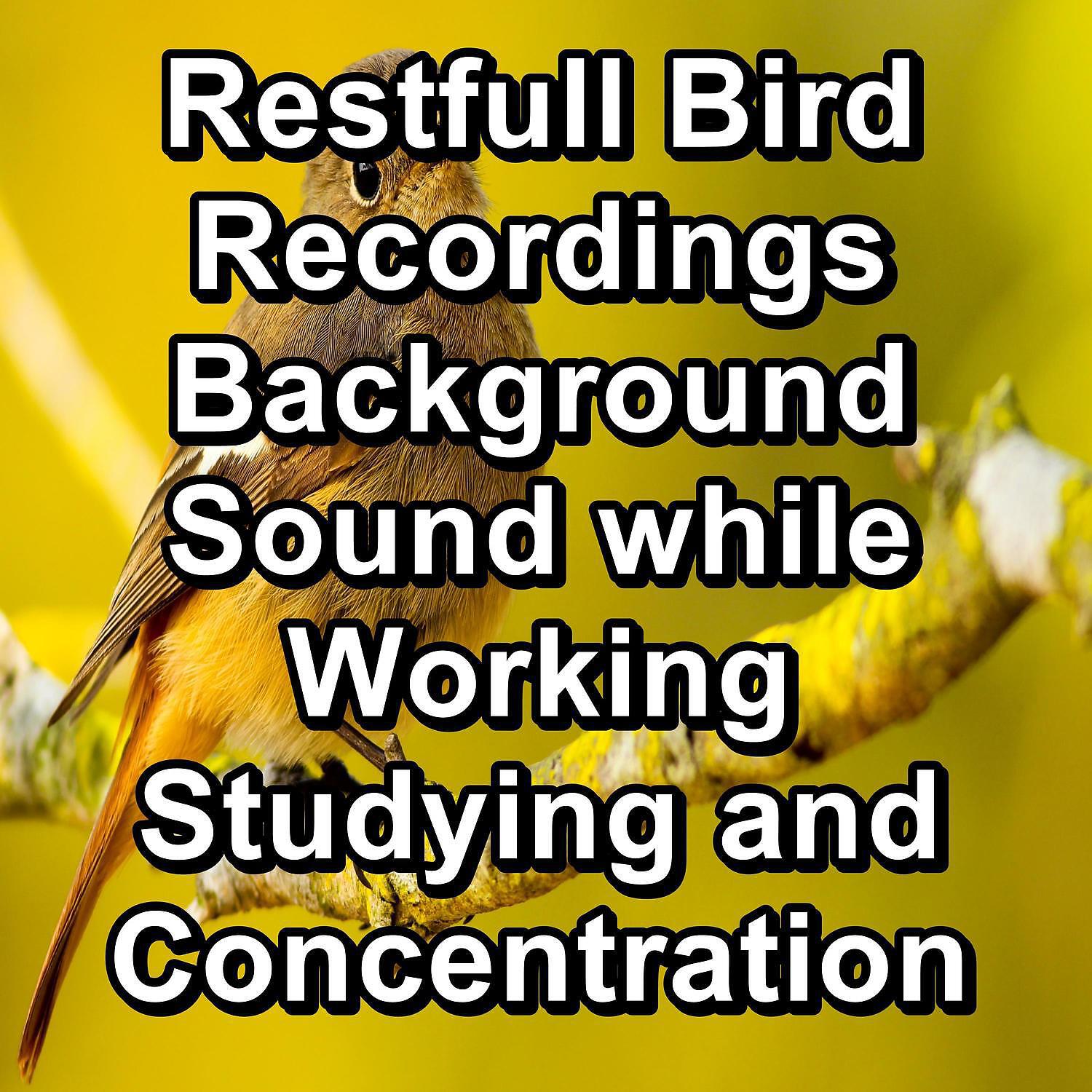 Релиз Restfull Bird Recordings Background Sound while Working Studying and Concentration