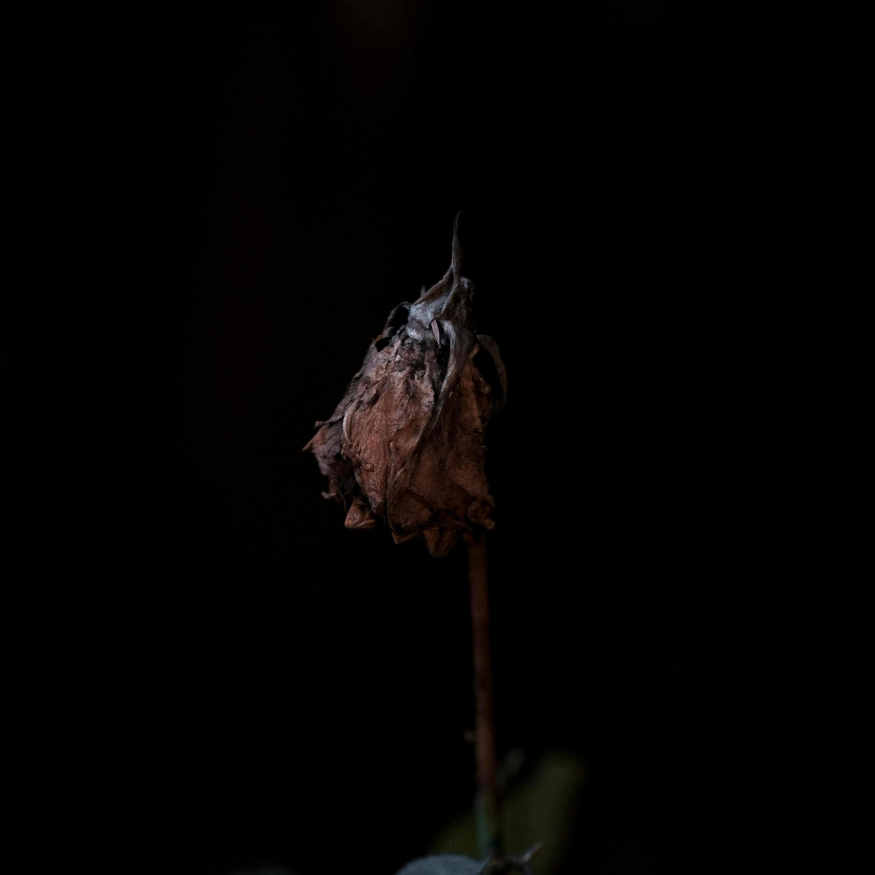 Релиз falling