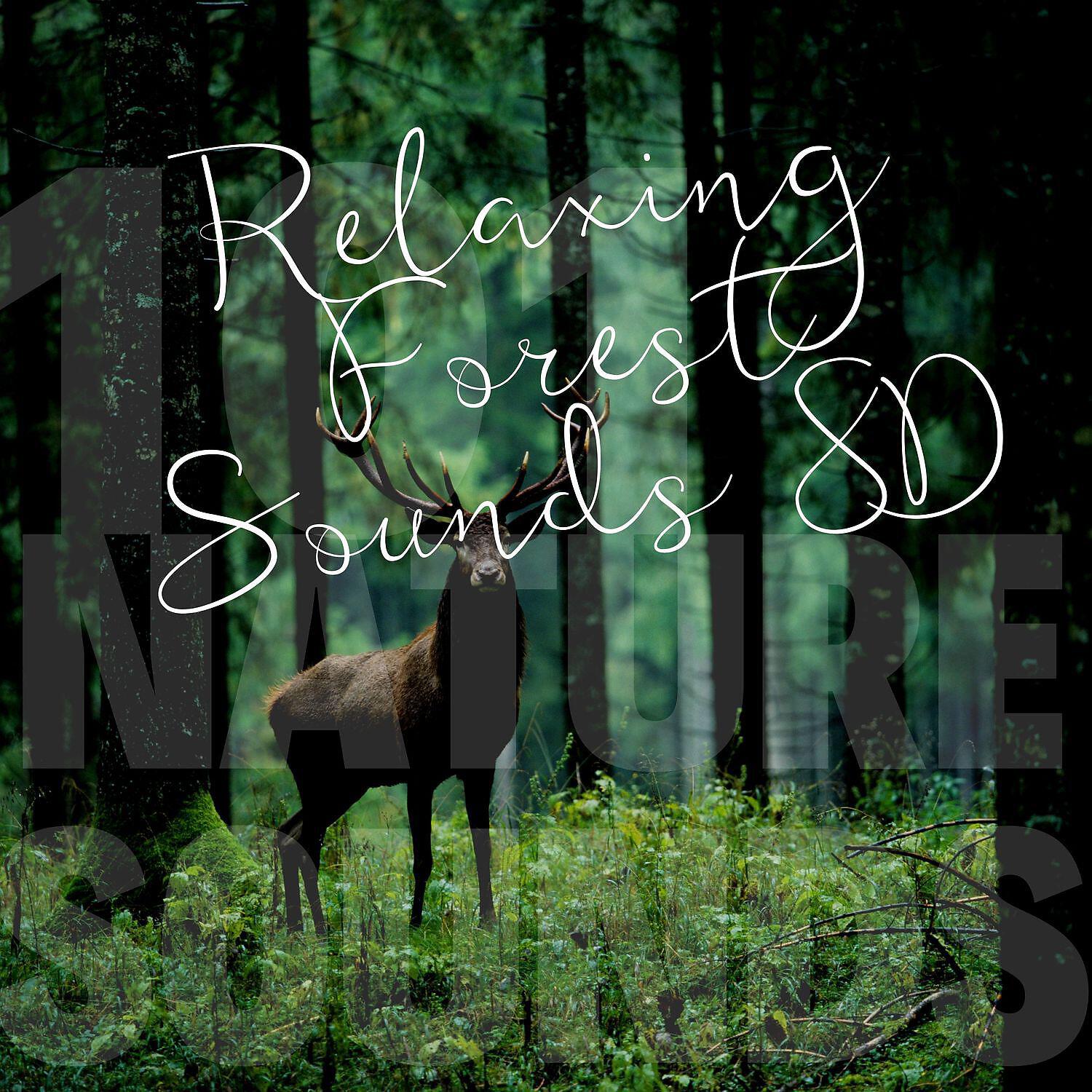 Релиз Relaxing Forest Sounds 8D