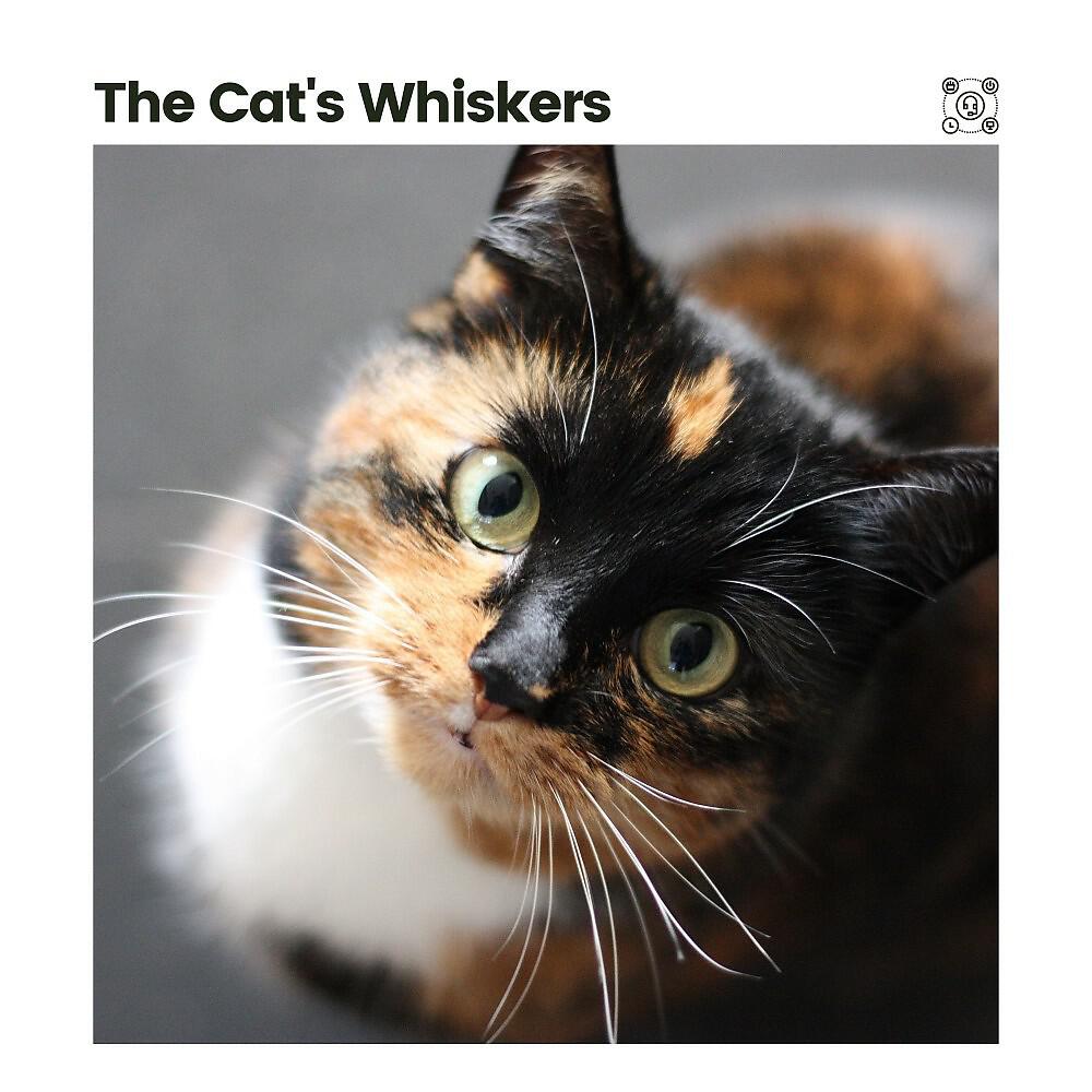Релиз The Cat's Whiskers