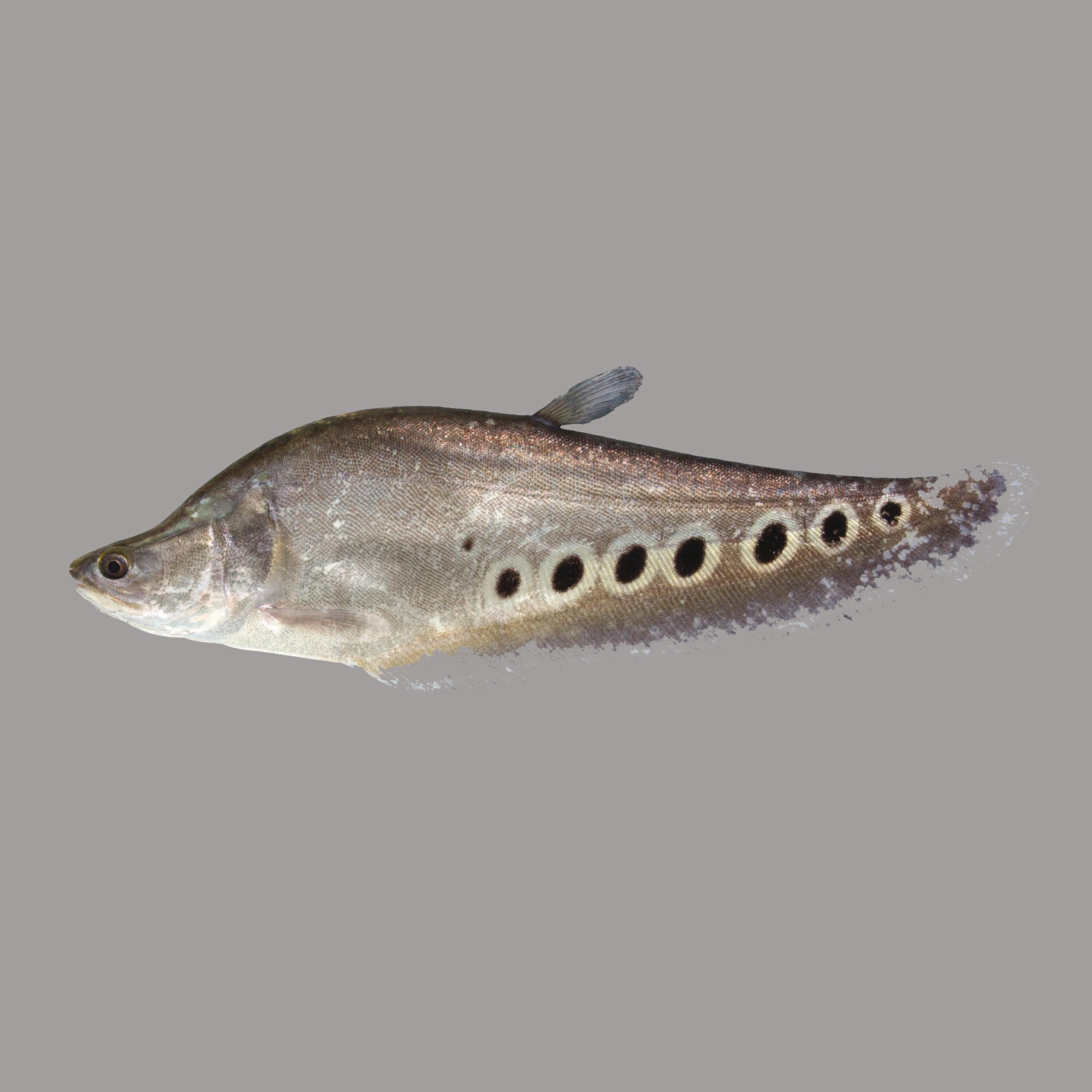 Релиз Knifefish