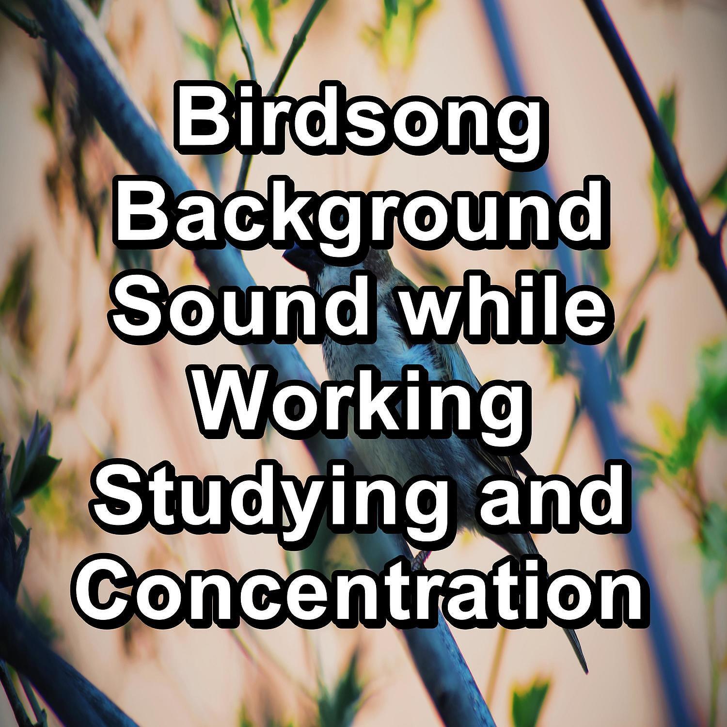 Релиз Birdsong Background Sound while Working Studying and Concentration