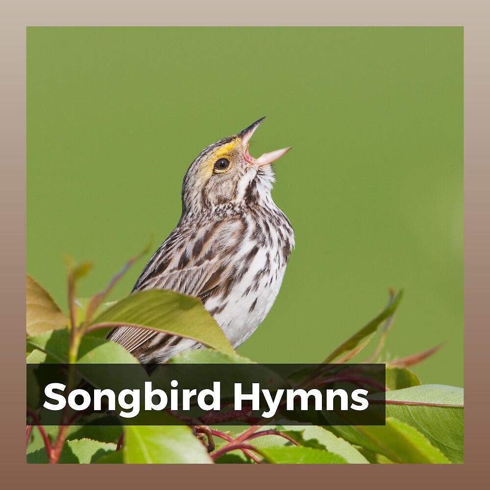Релиз Songbird Hymns