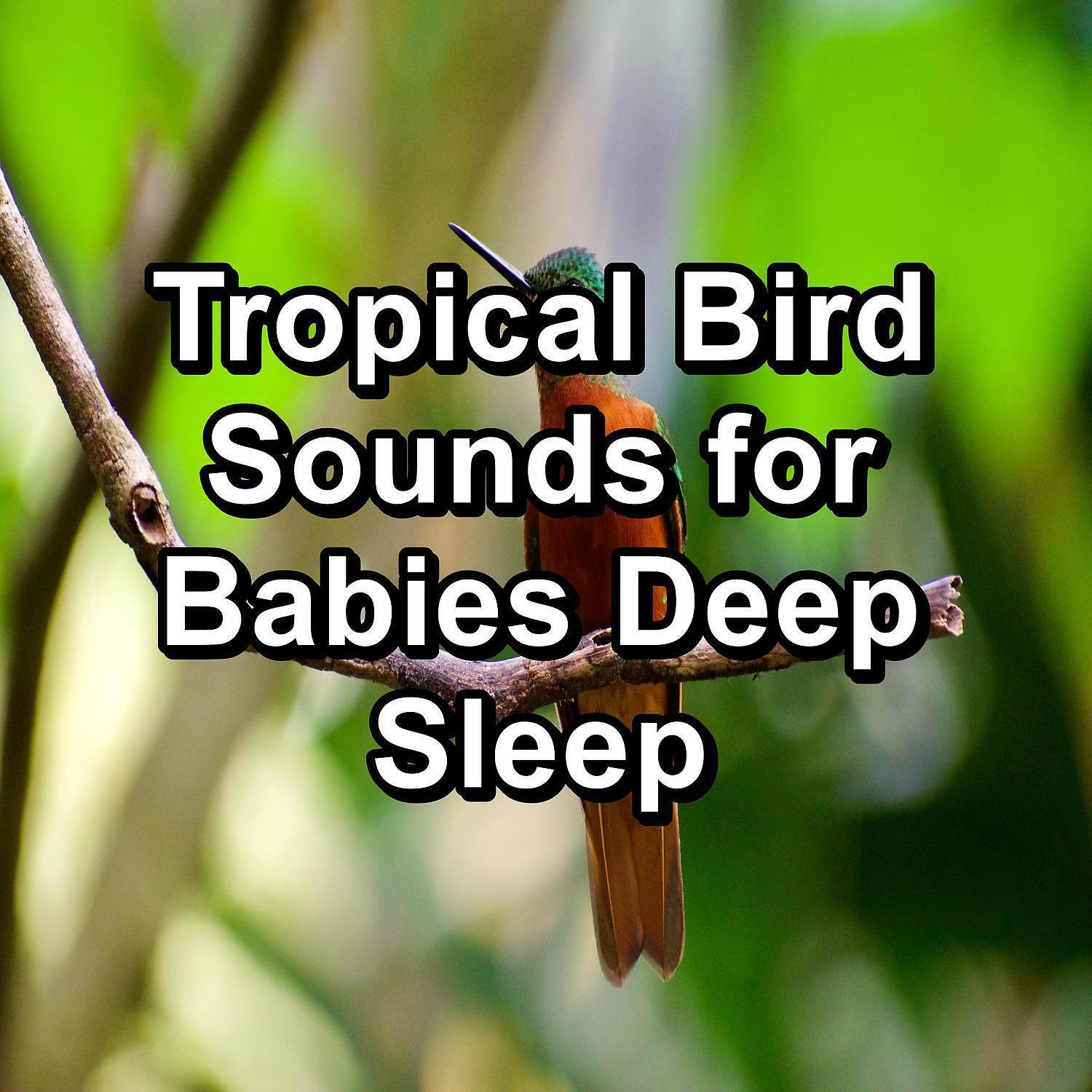 Релиз Tropical Bird Sounds for Babies Deep Sleep