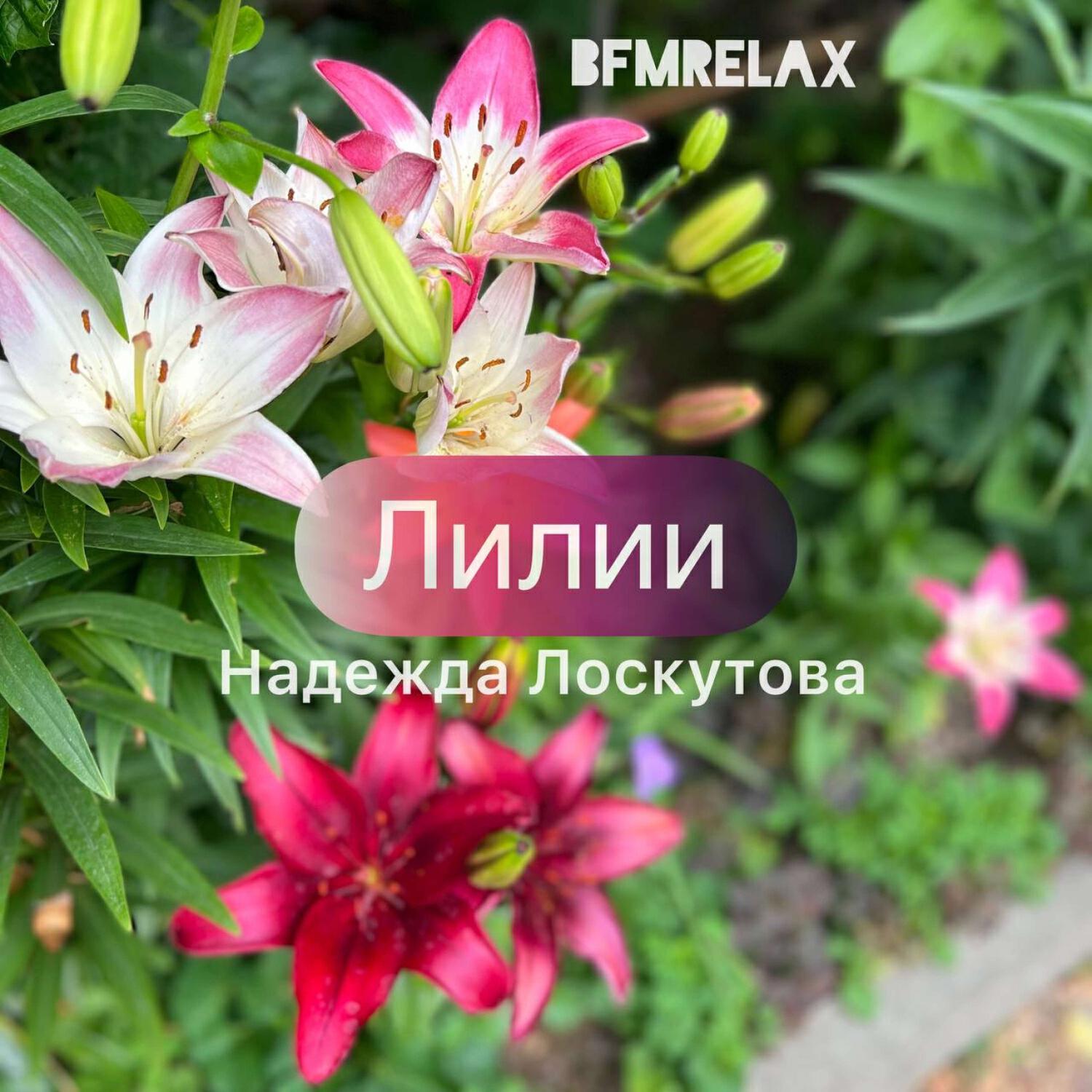 Релиз Лилии ( BFMrelax, Надежда Лоскутова, ambient, chillout, классика, )