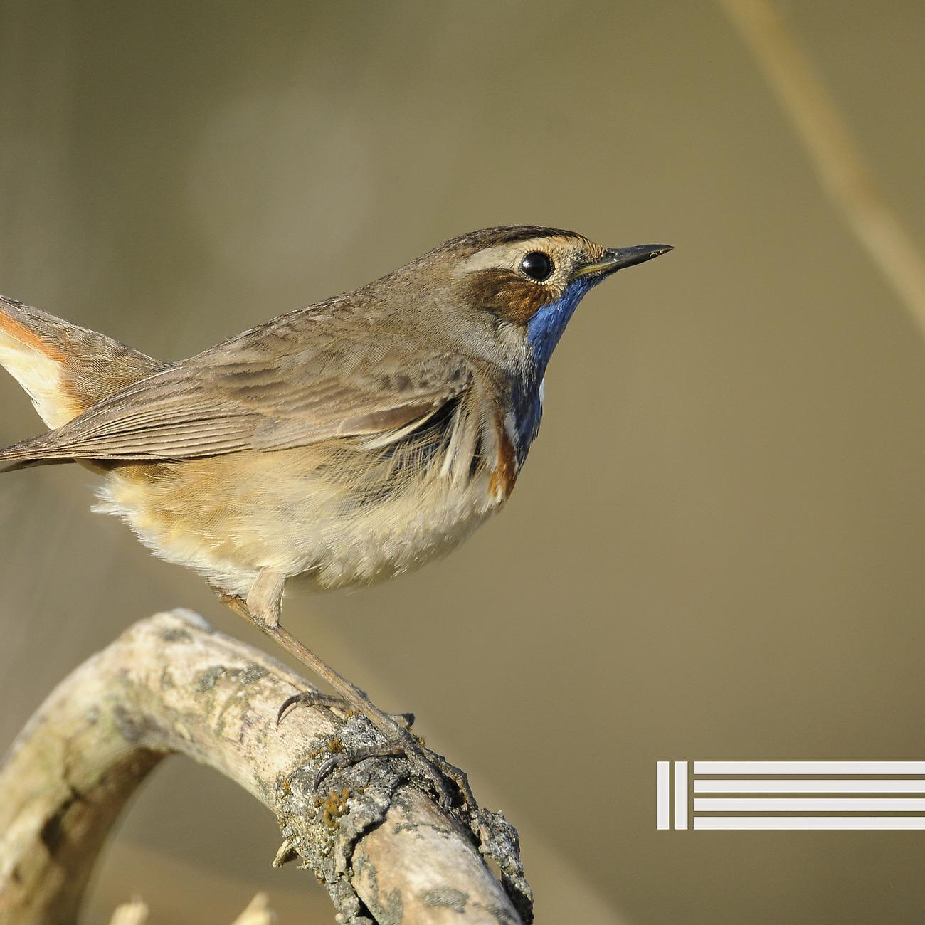 Birds In The Forest