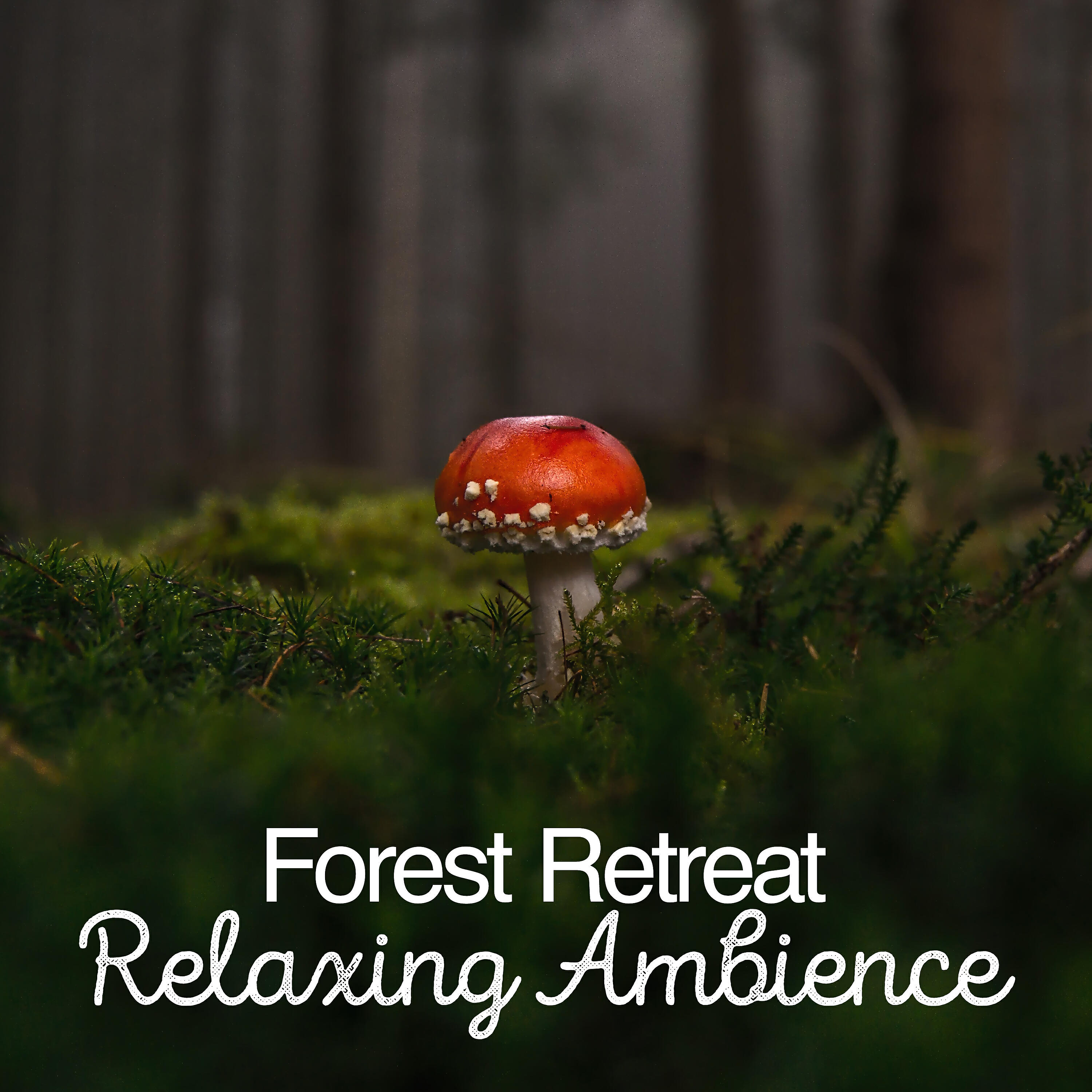 Релиз Forest Retreat: Relaxing Ambience