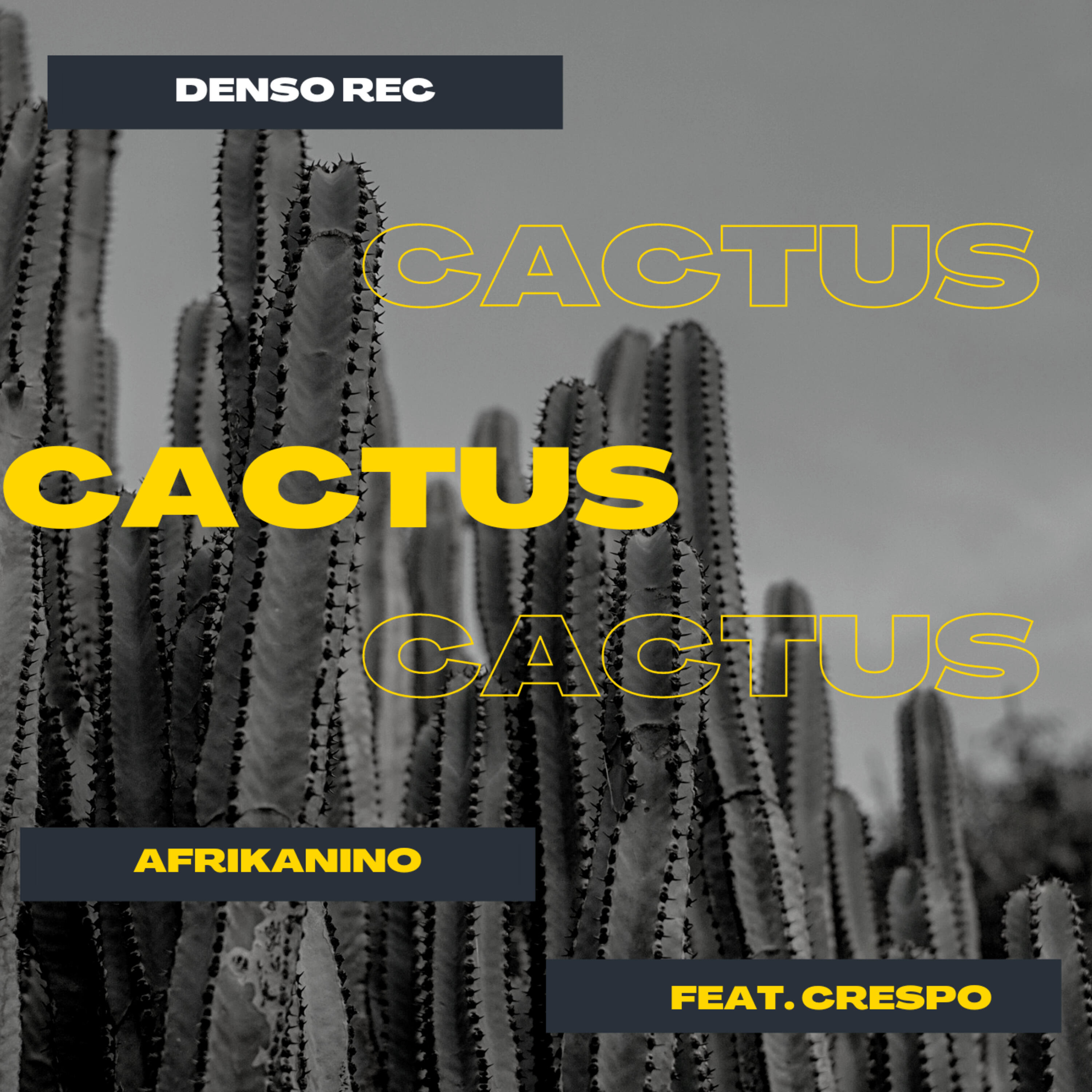 Релиз Cactus