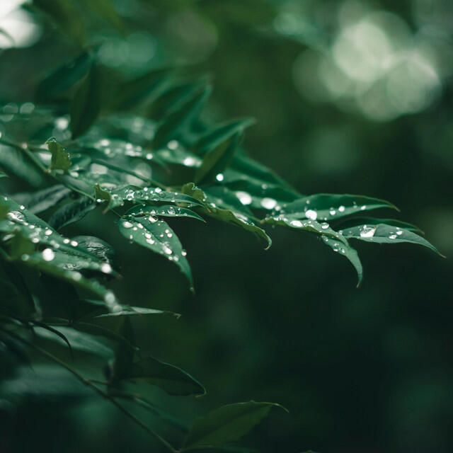 Релиз Rain Kissed Canopy