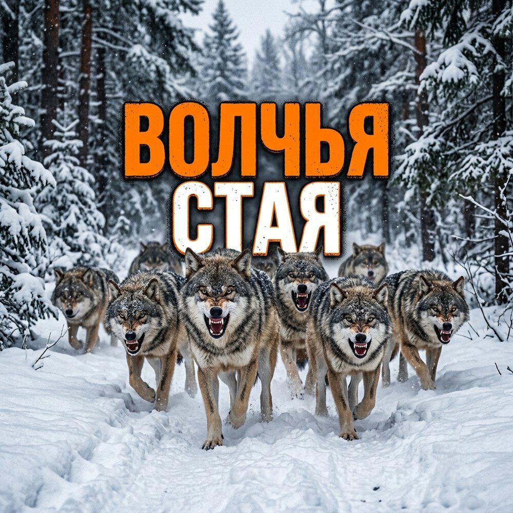 Релиз ВОЛЧЬЯ СТАЯ