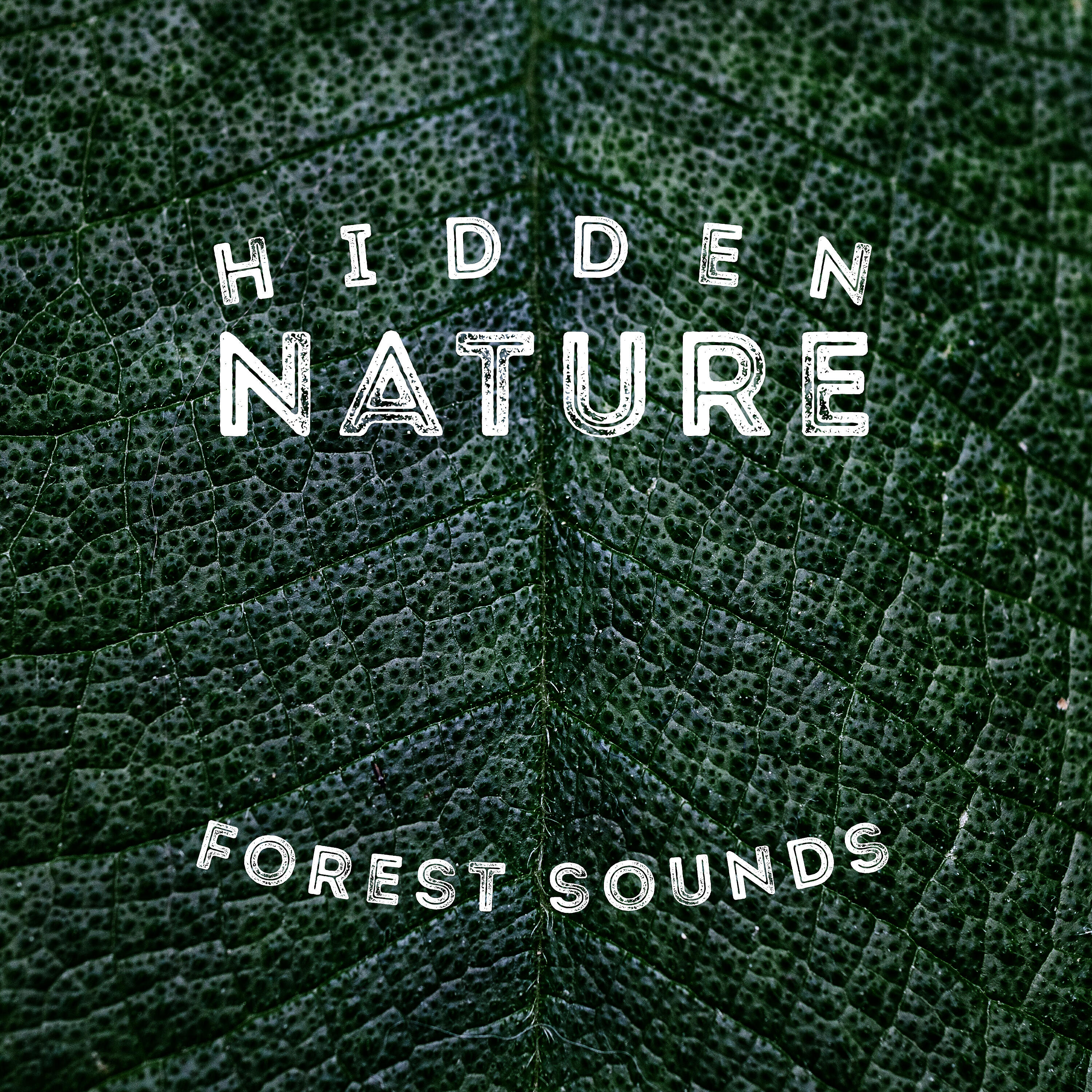Релиз Hidden Nature: Forest Sounds