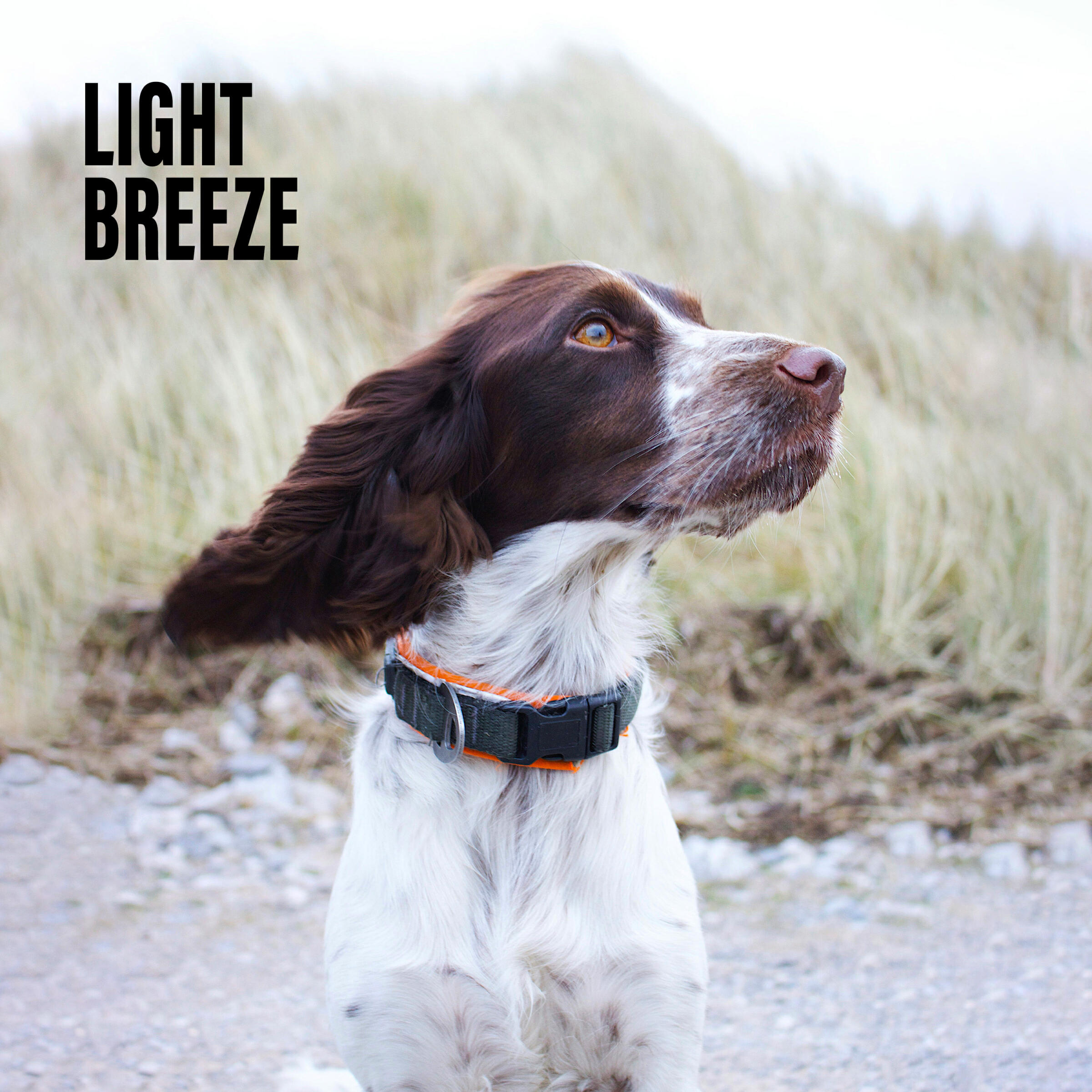 Релиз Light Breeze