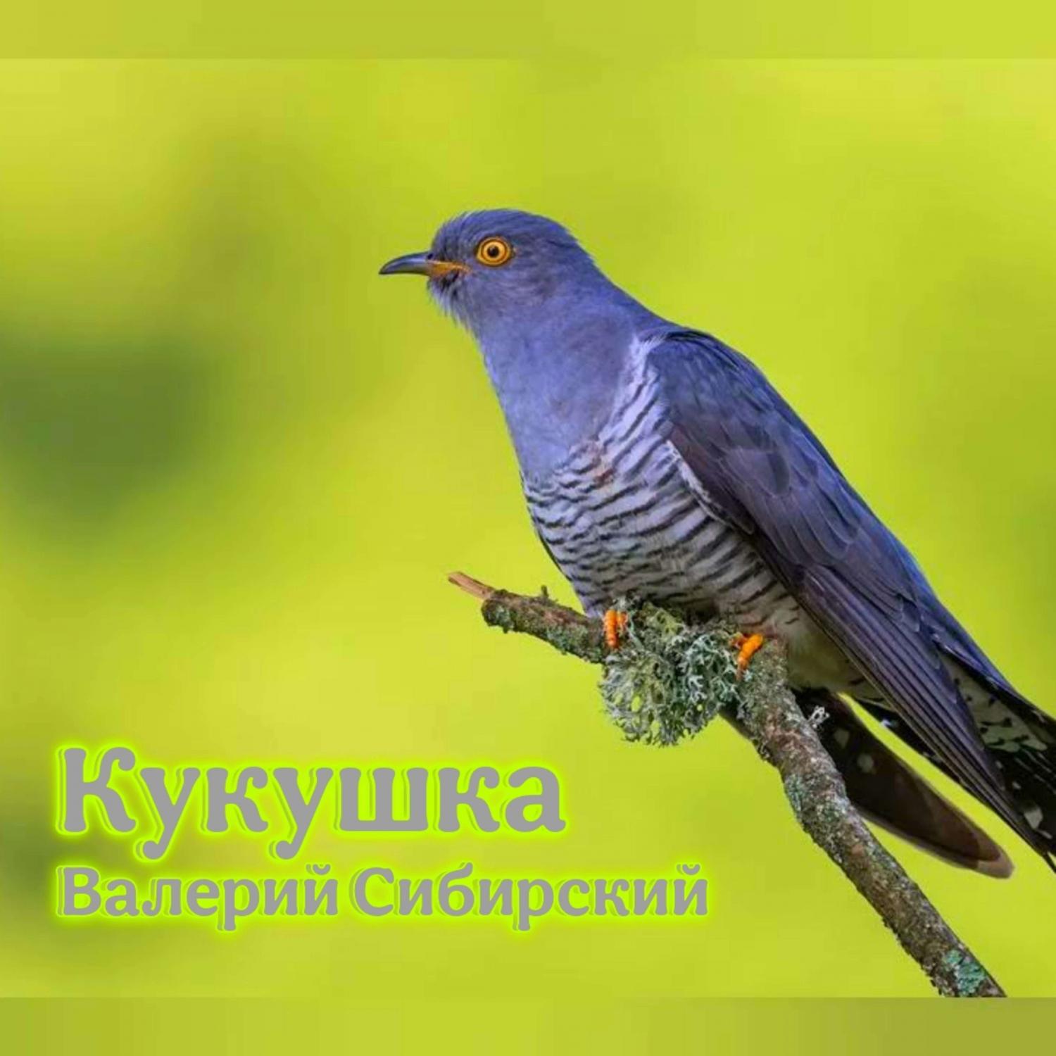 Постер альбома Кукушка