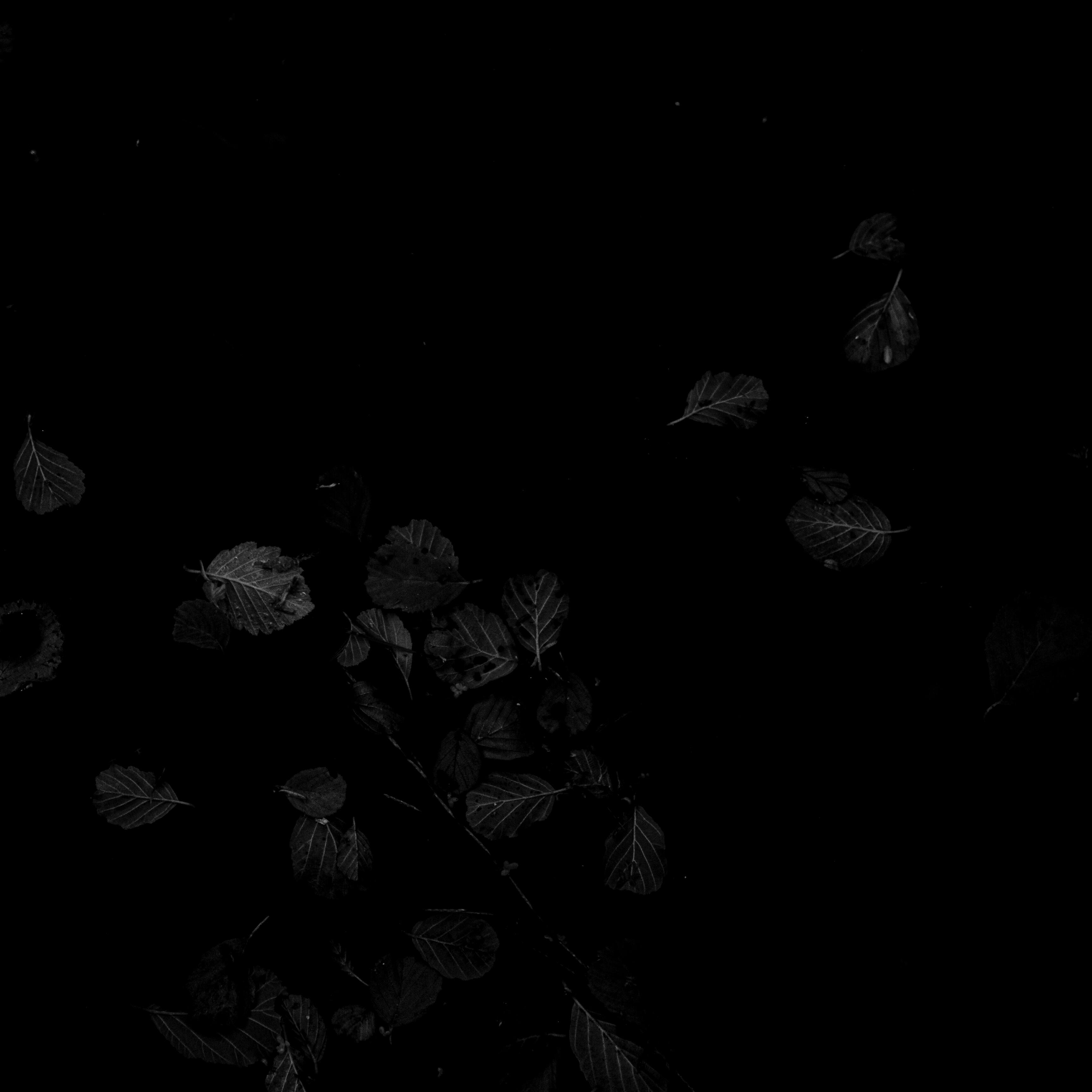 Релиз Is Anybody Here?