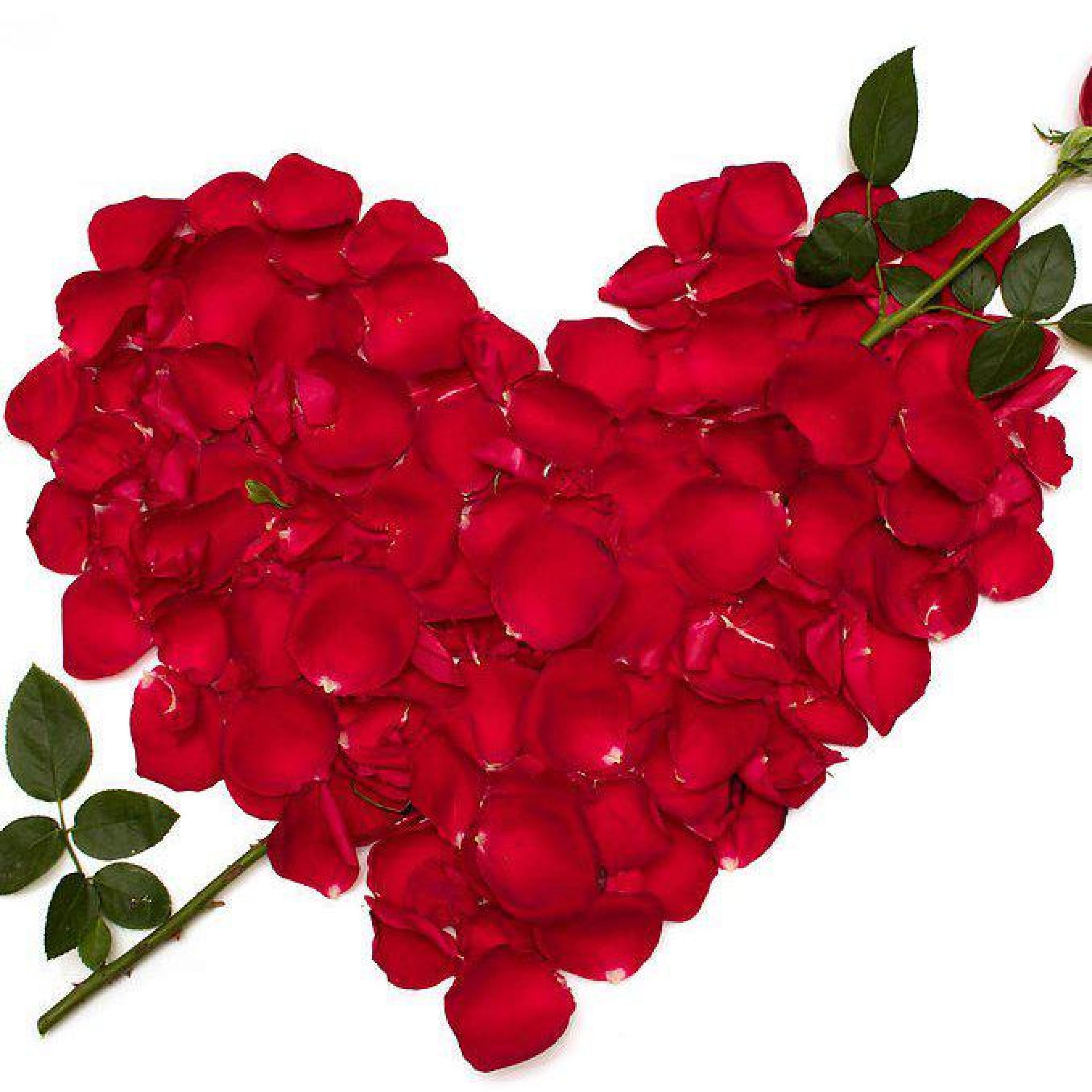 Релиз Love You Forever