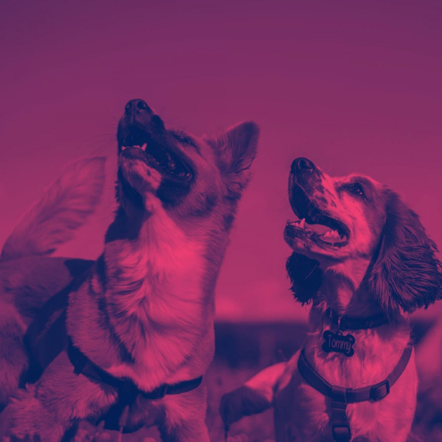 Релиз Puppies - Music