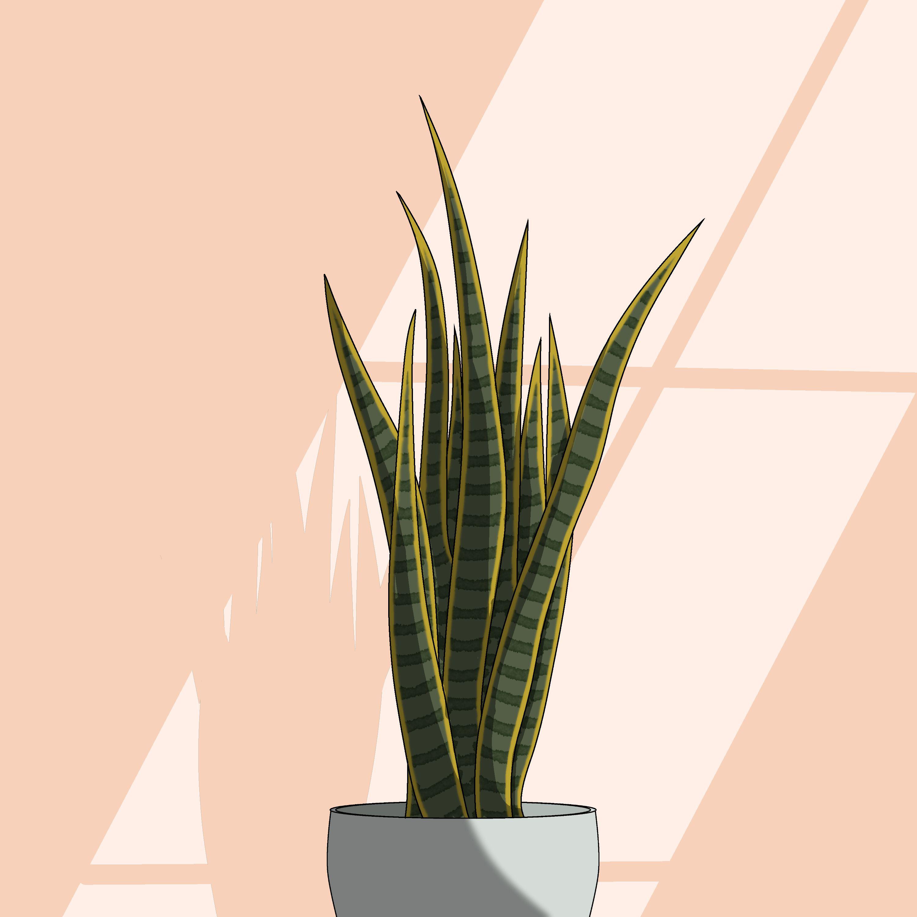 Релиз Sansevieria