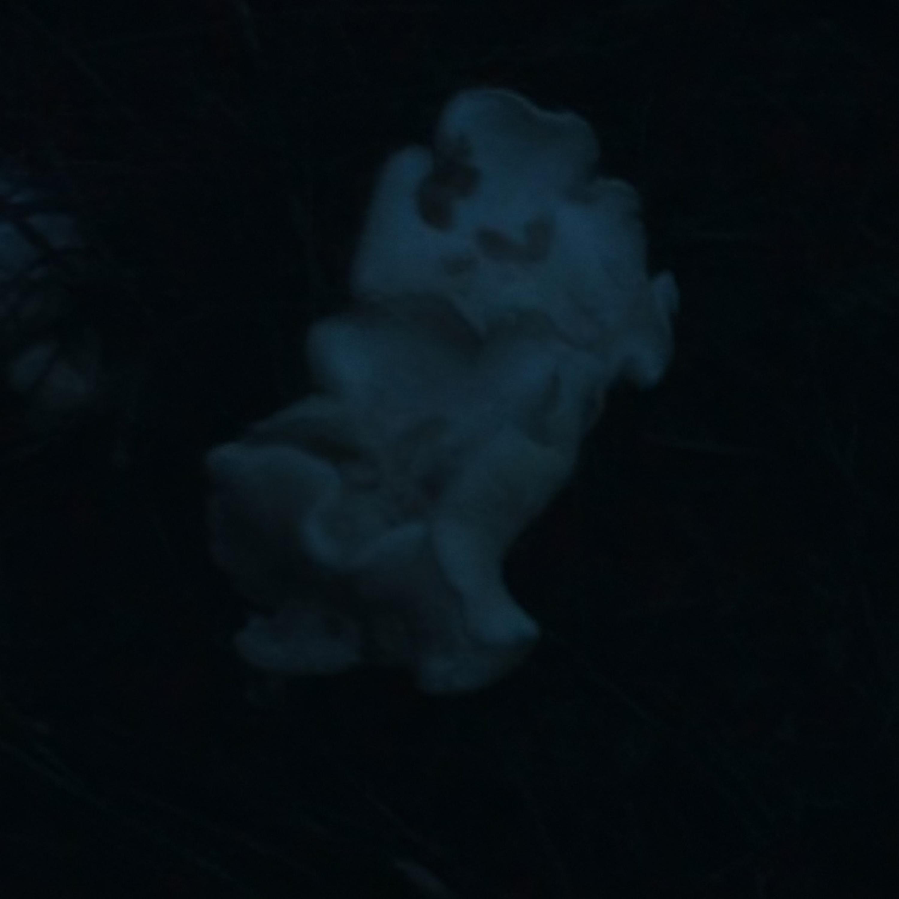 Релиз echo of something greater