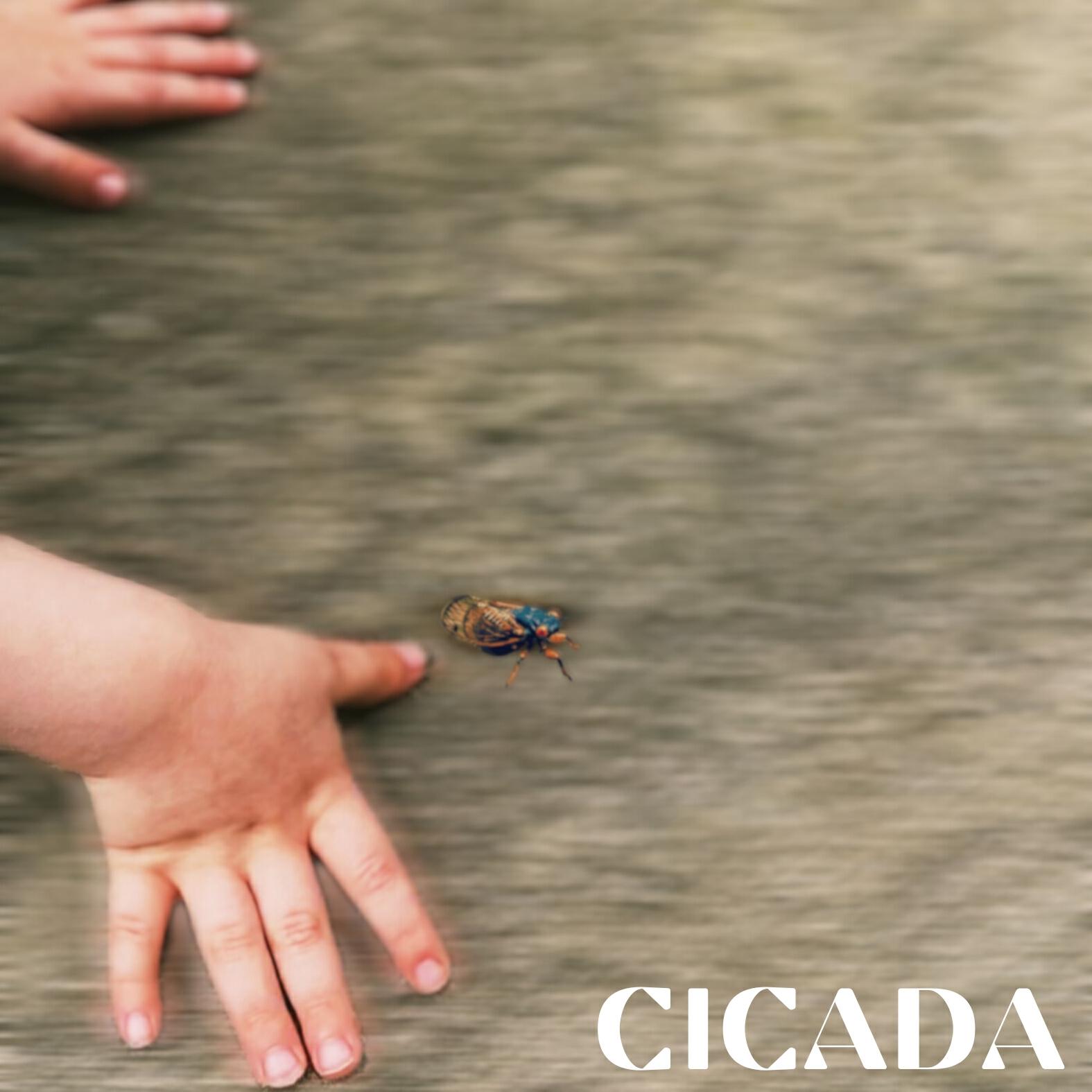 Релиз Cicada